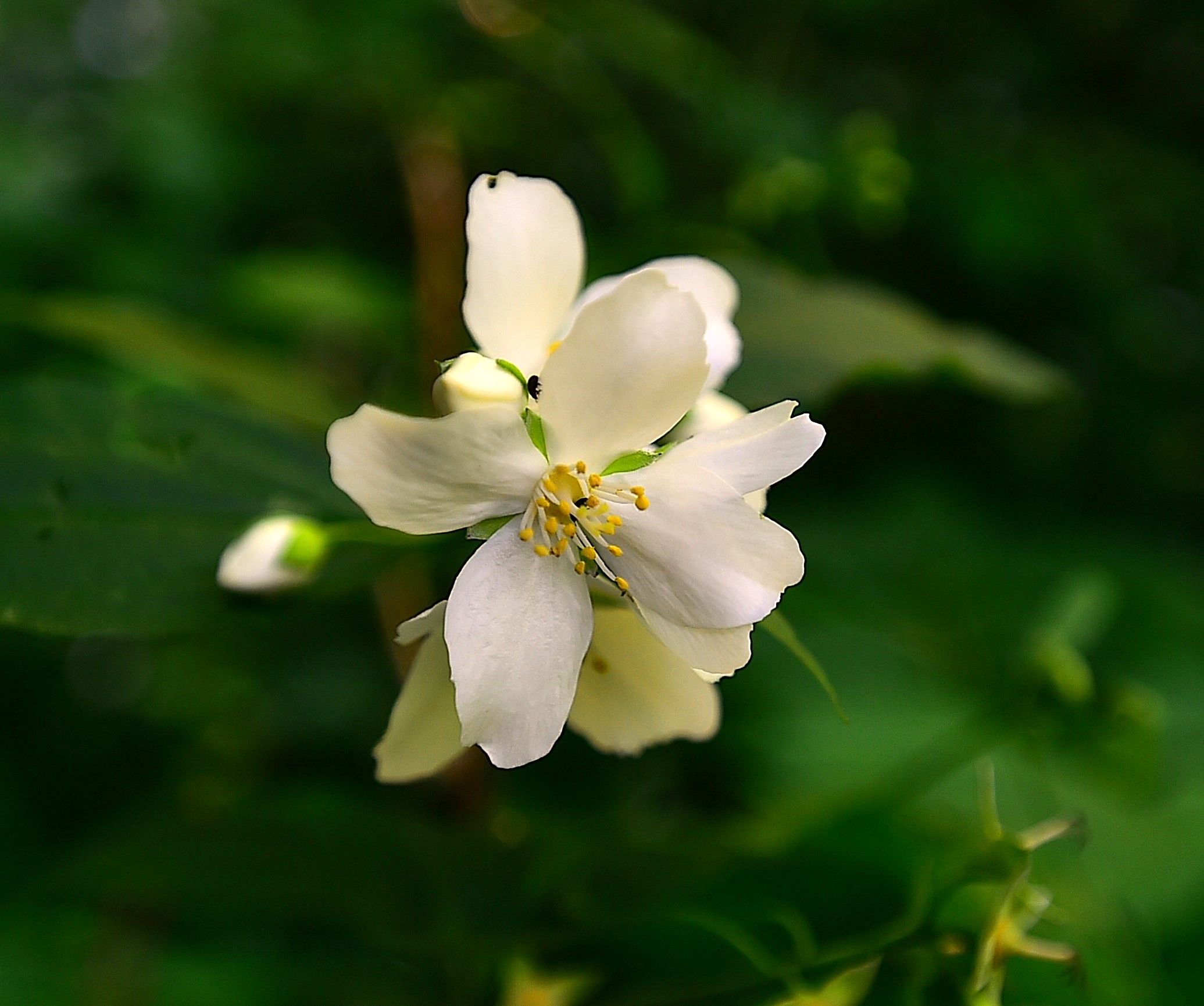 ..chi vuol esser lieto..