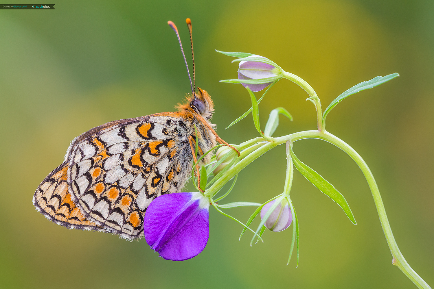 Melitaea phoebe
