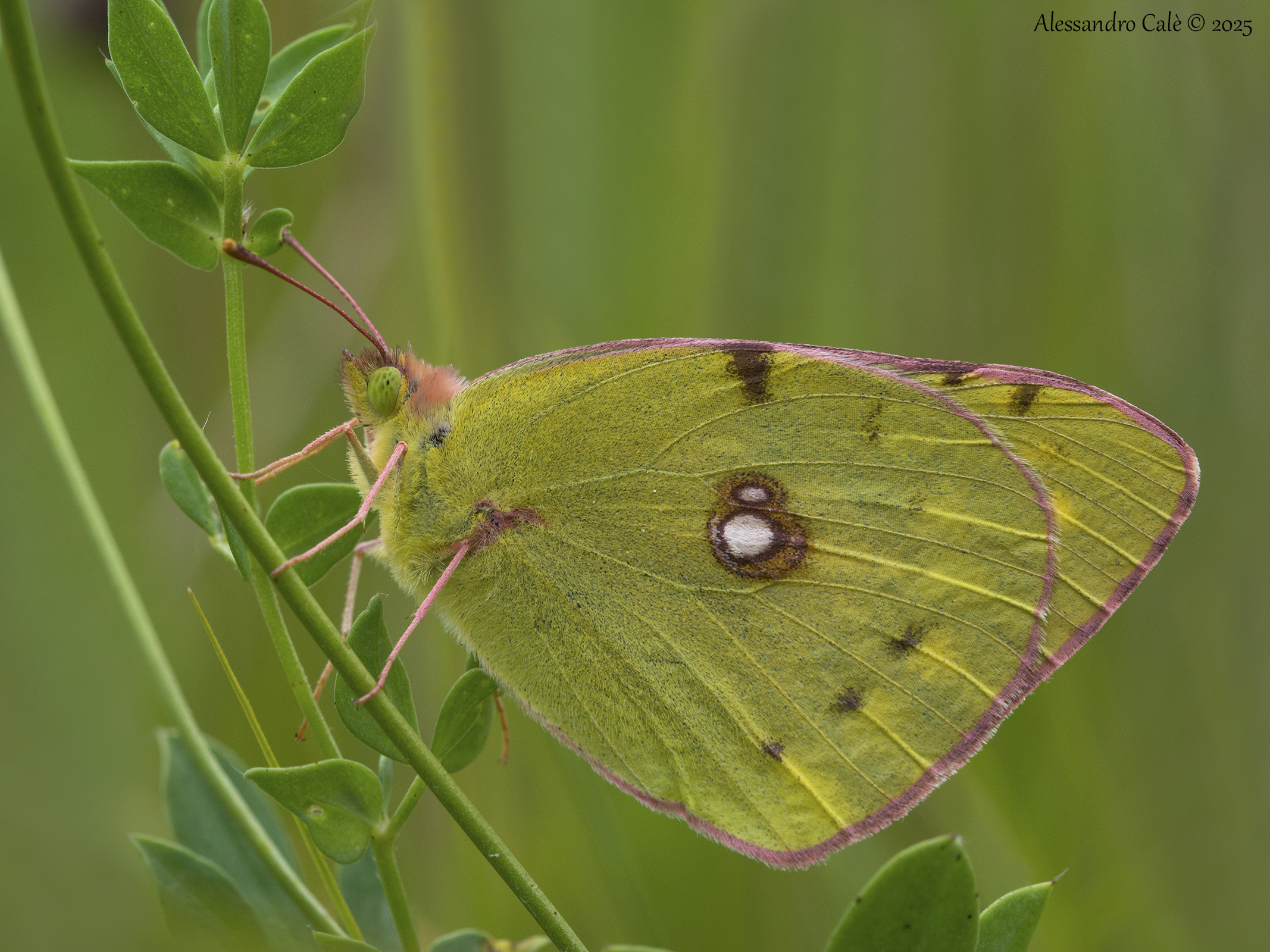 Colias croceus 4982