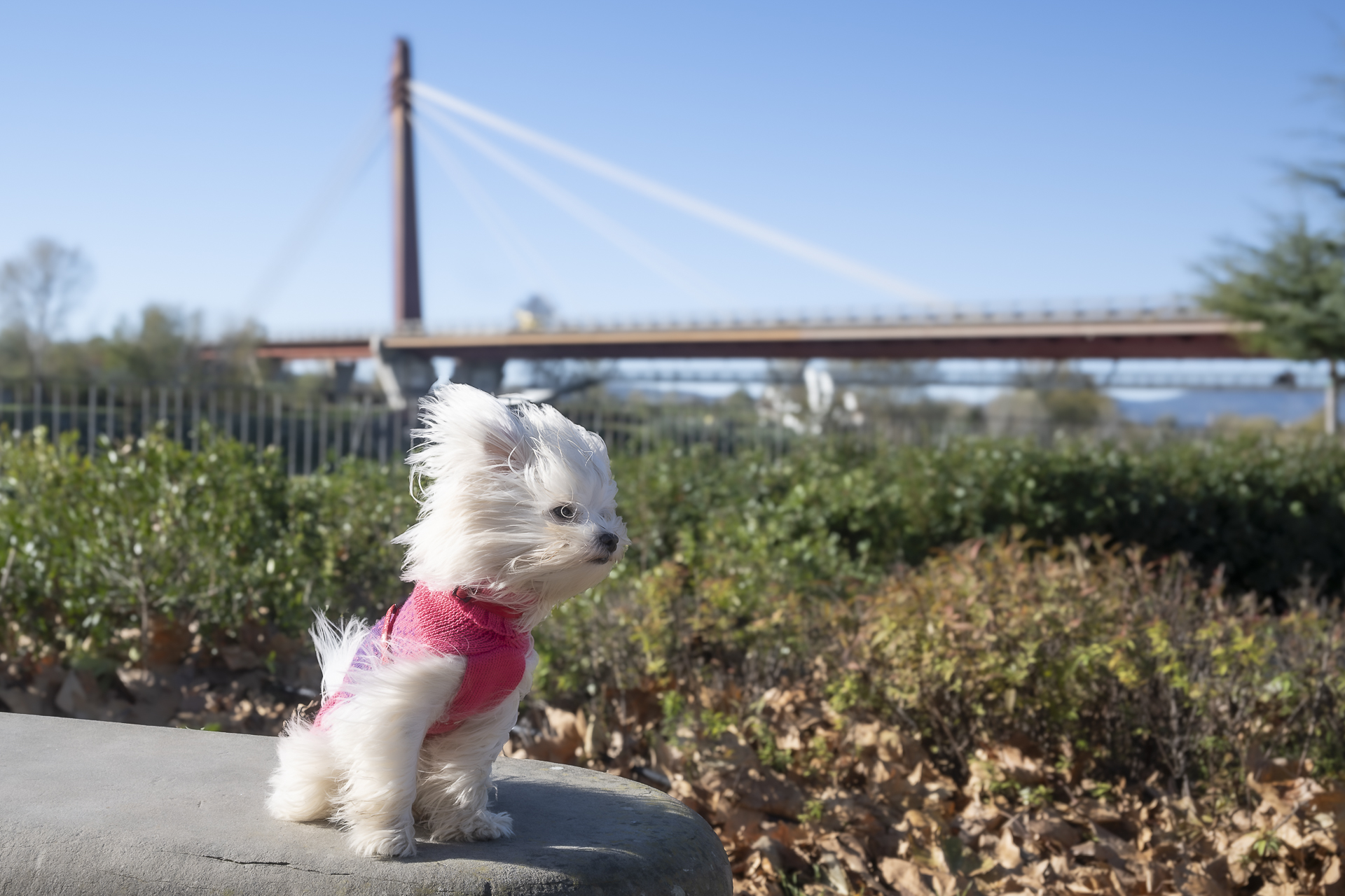 A windy day