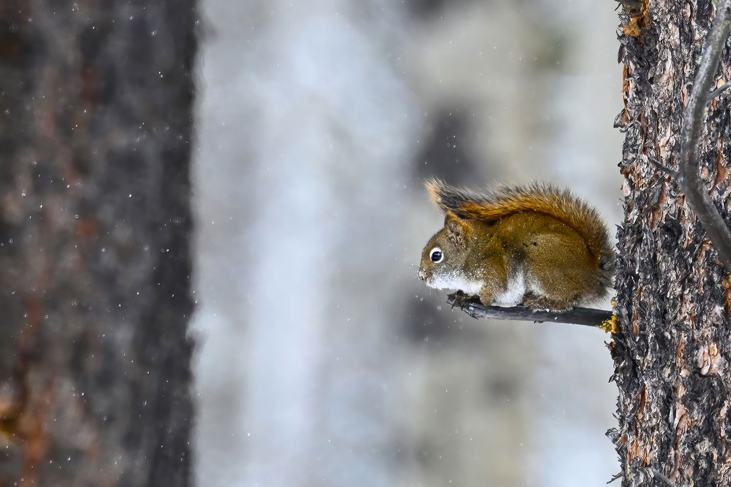 Squirrel under the snow