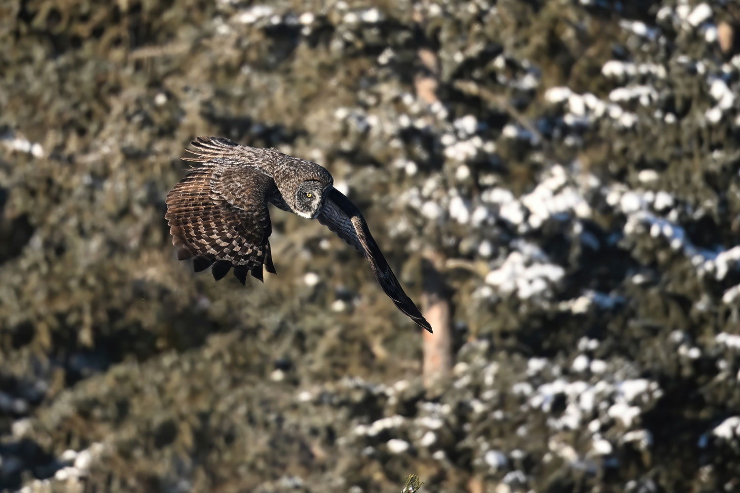 Allocco di Lapponia a caccia