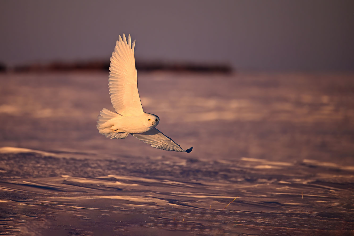 The white ghost in flight at sunset