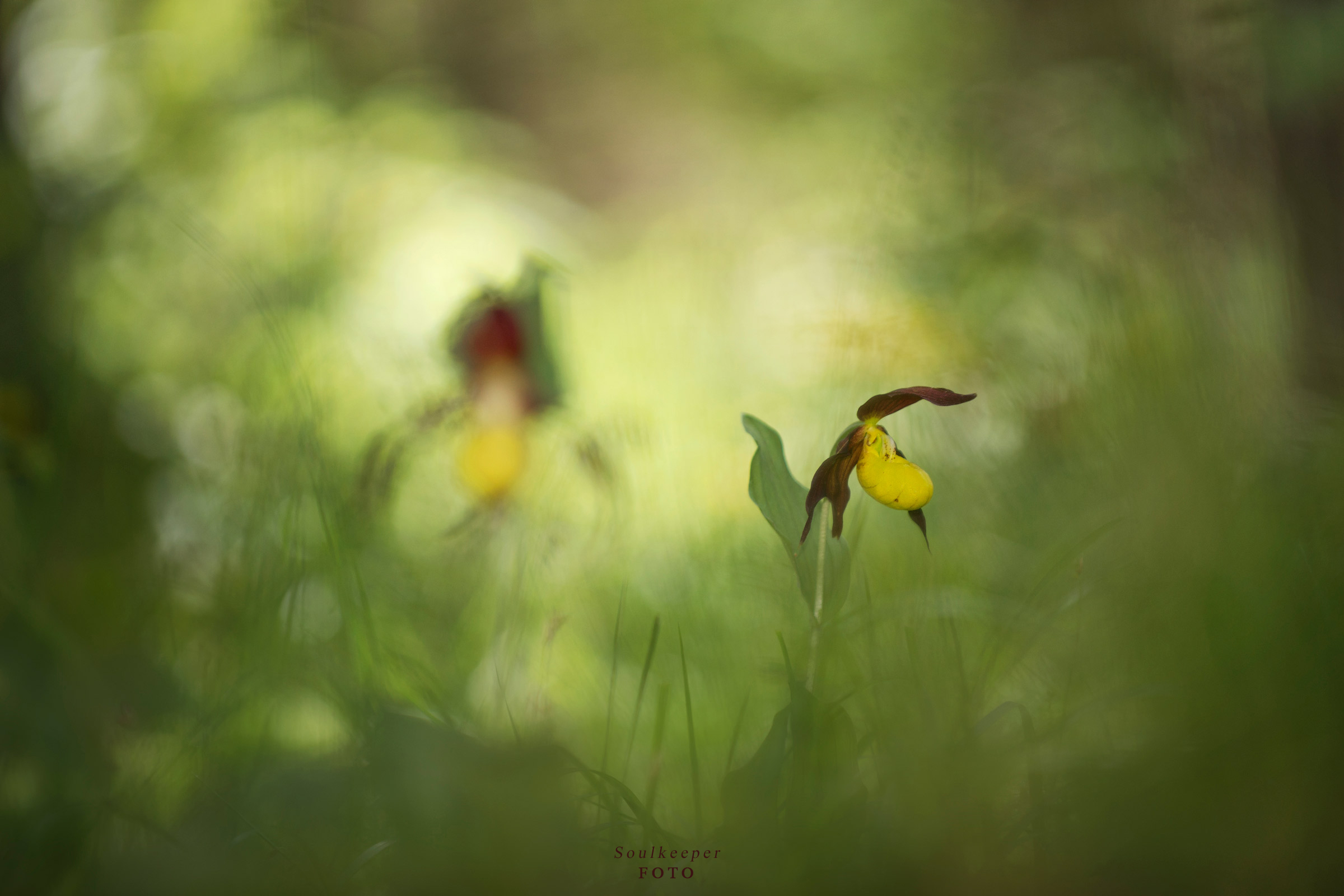 There, in the undergrowth...