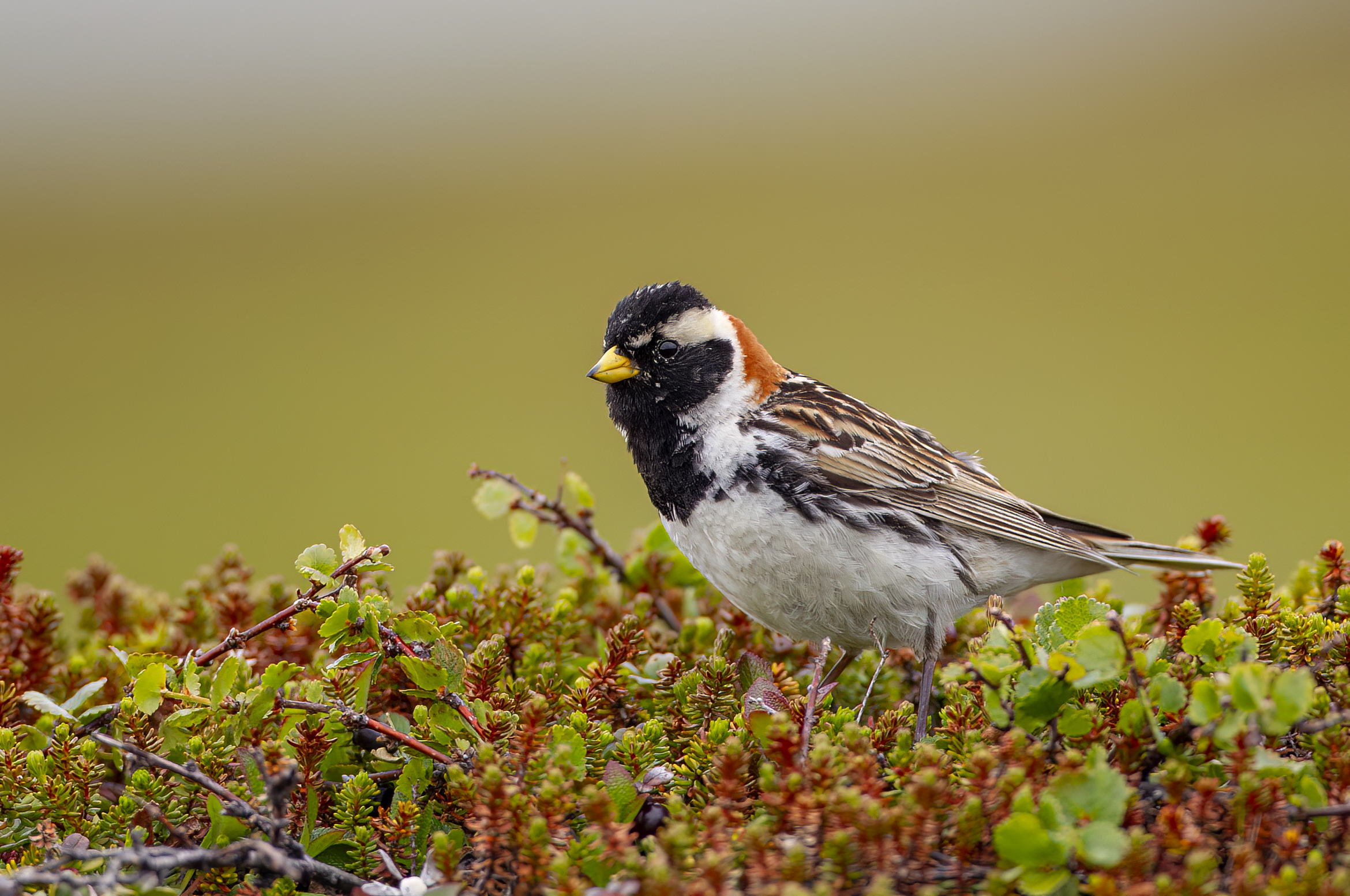 Lapland bunting