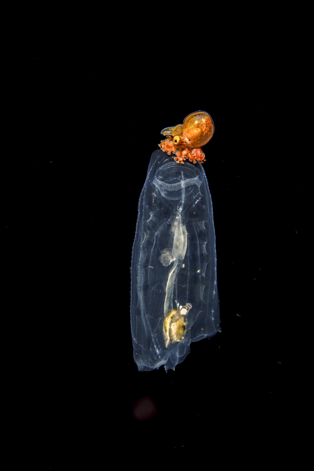 Paper Nautilus on Ctenofore