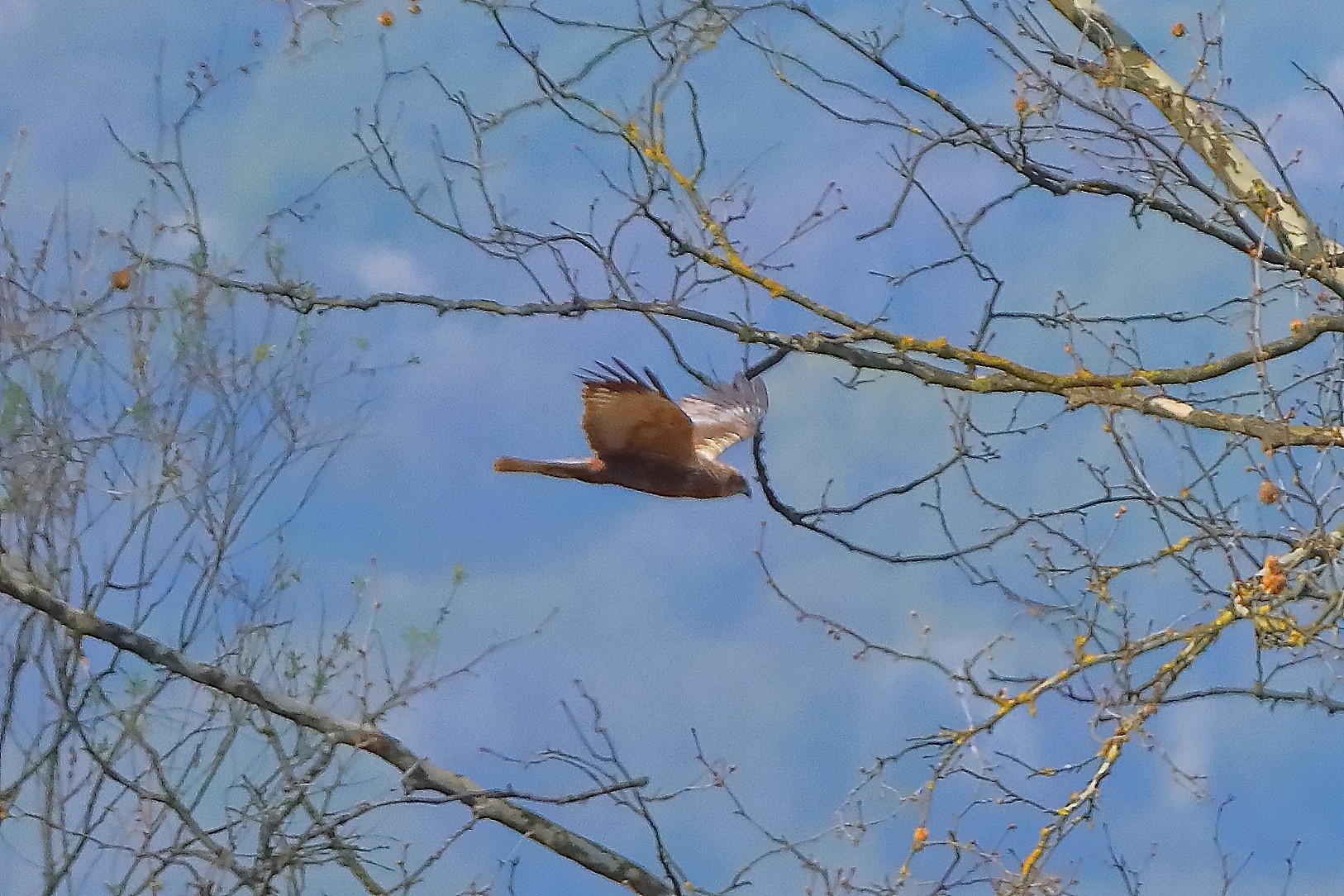 Falco di palude M 05 aprile 2025 - 0208