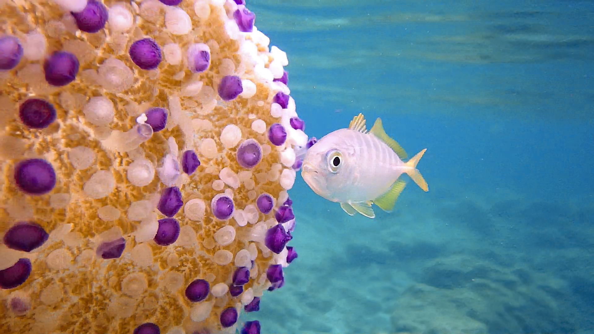 Cotylorhiza tuberculata con  mini ospite