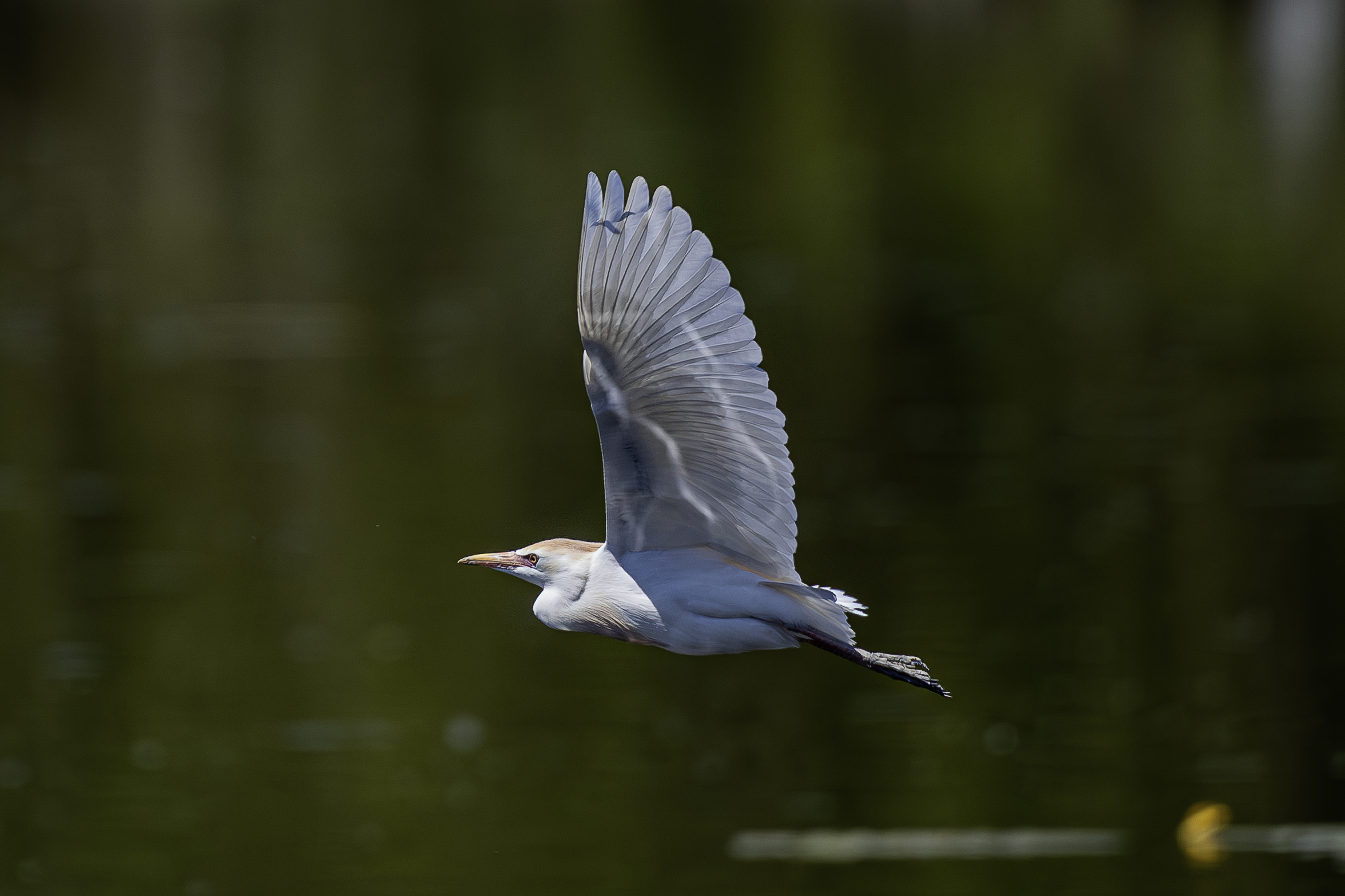 Guardabuoi in volo