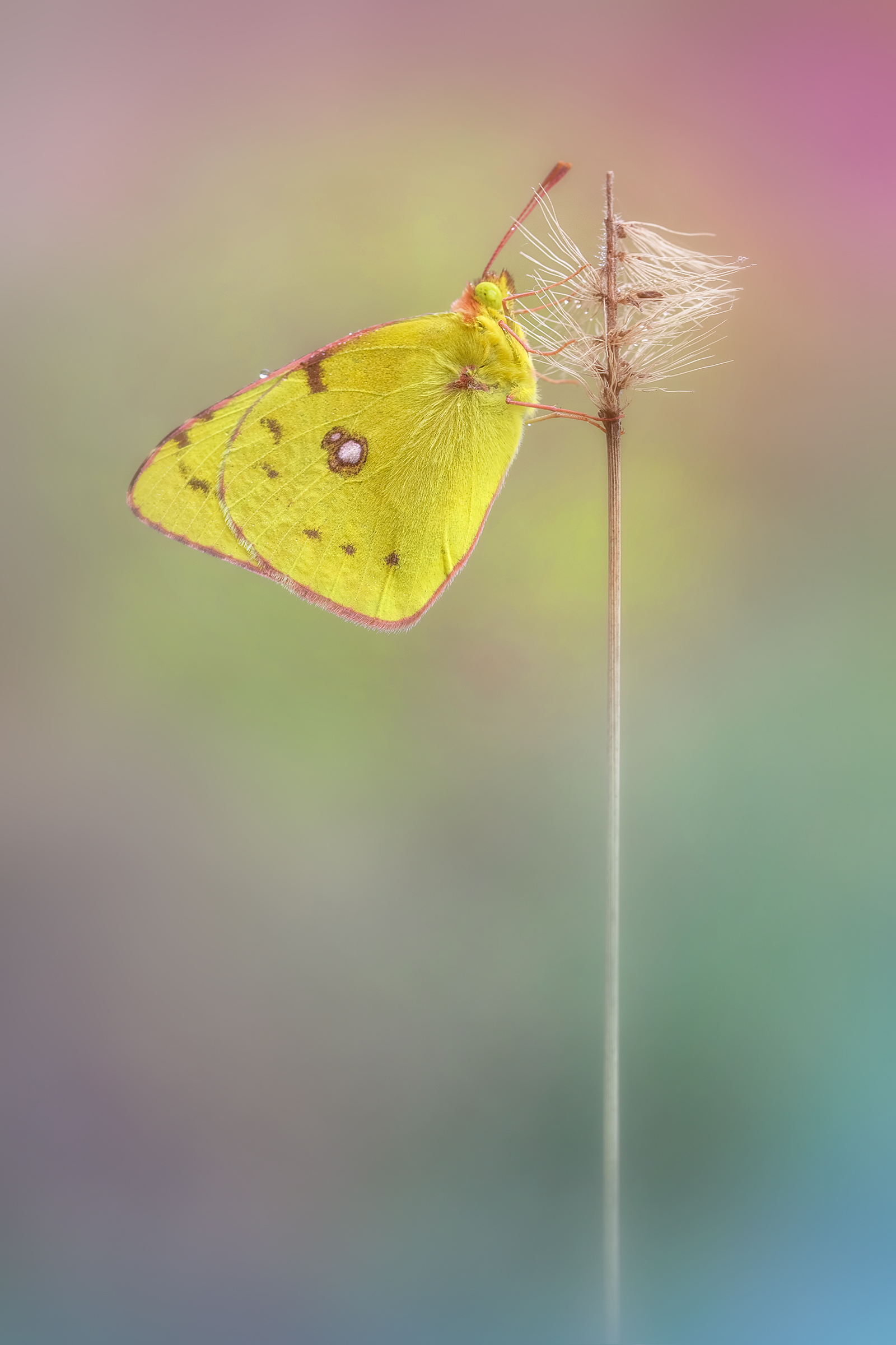Colias croceus