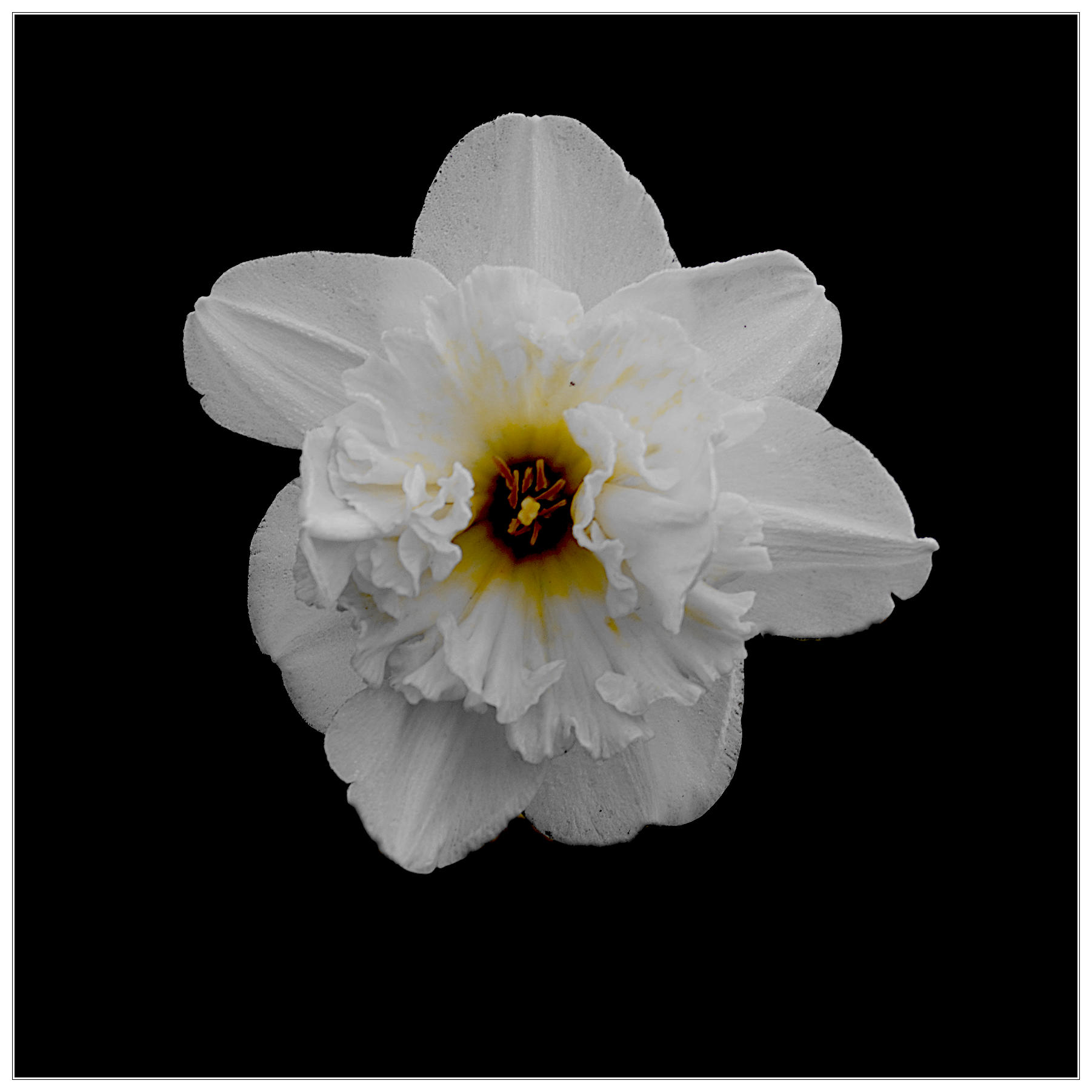 White narcissus (Narcissus).