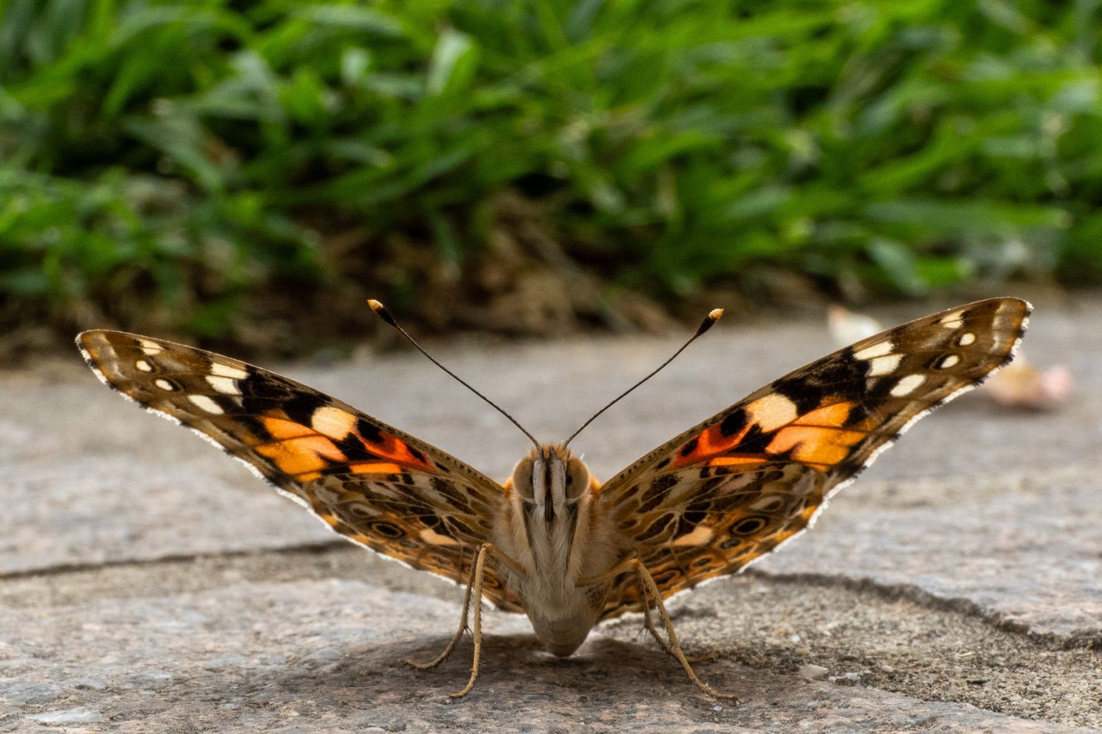 Since it was the first butterfly...