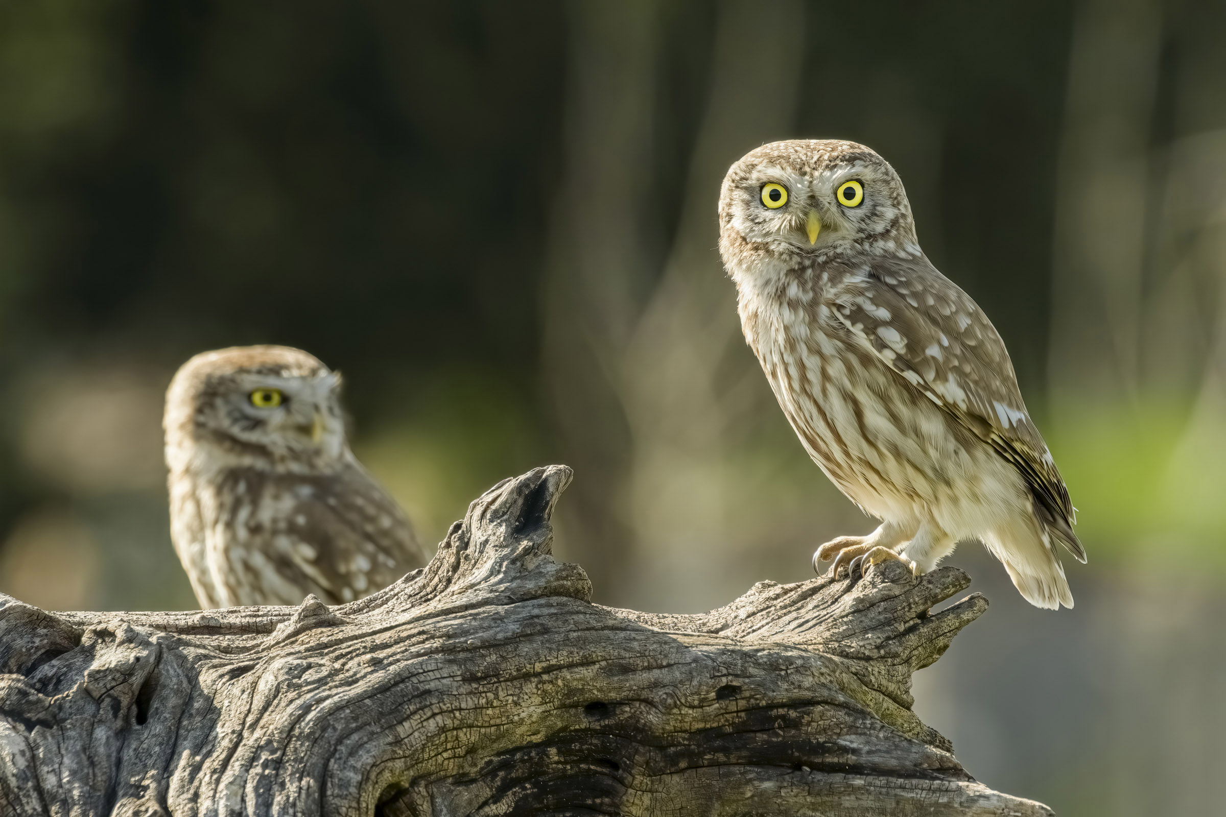 Owls