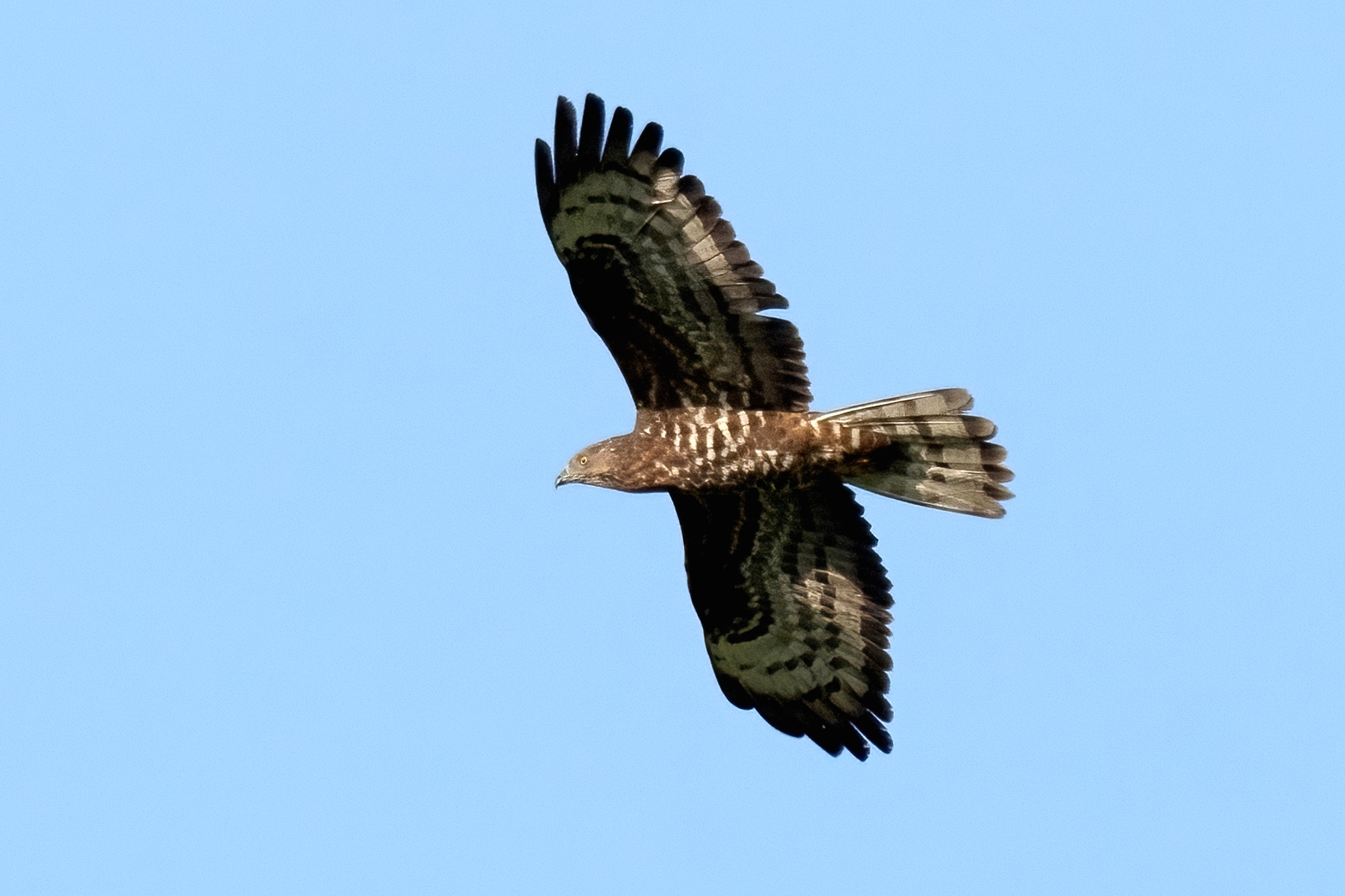 Honey Buzzard (Pernis apivorus)