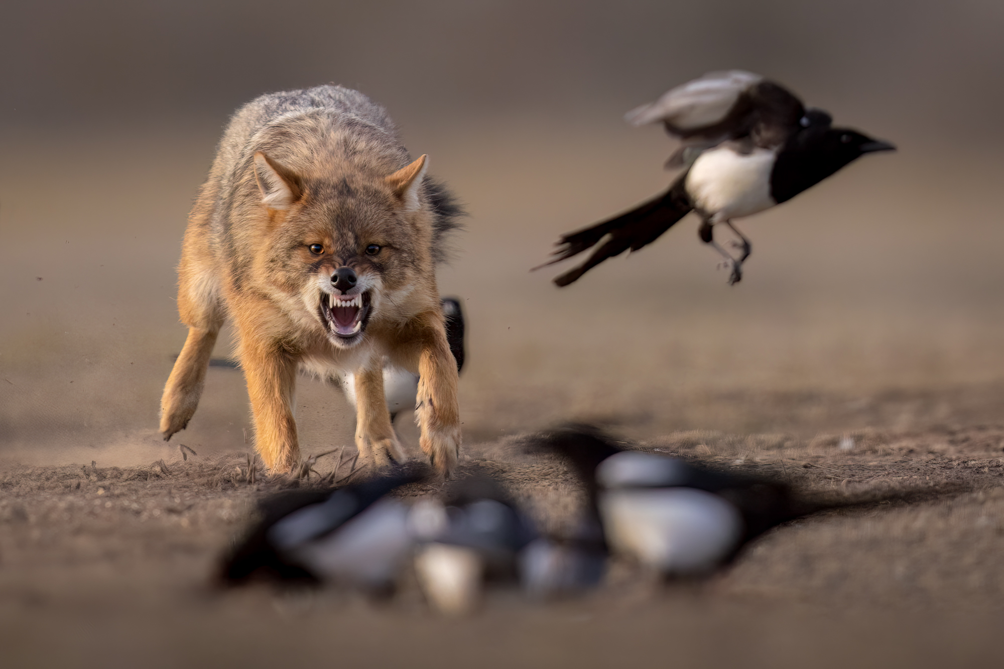 Golden Jackal
