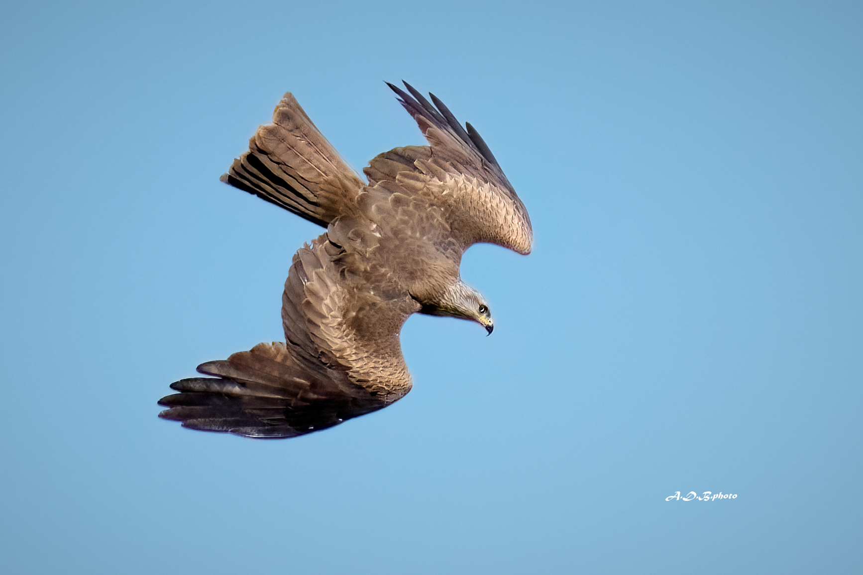 Nibbio bruno in picchiata sulla preda