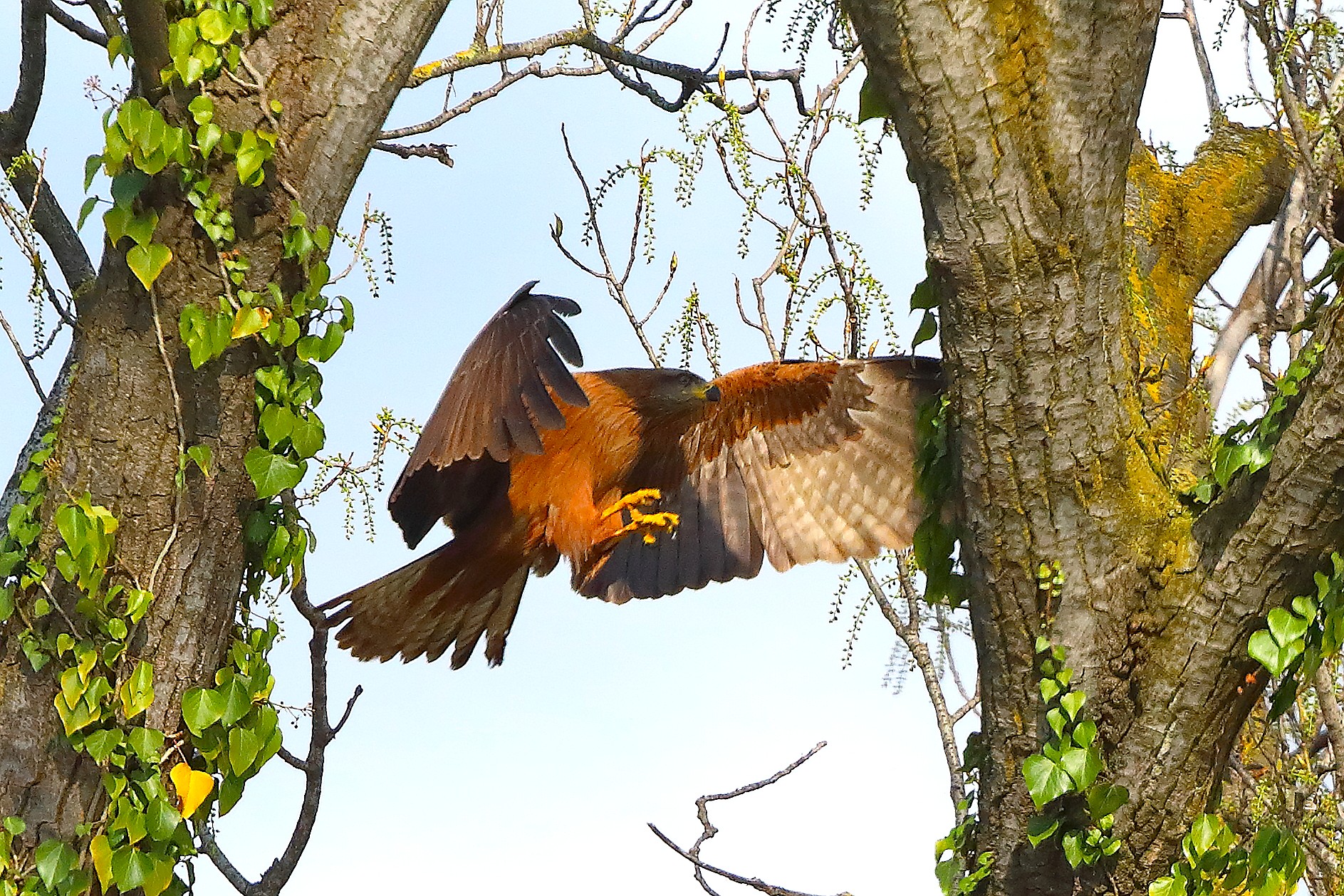 Nibbio bruno 29 marzo 2025 - 0134