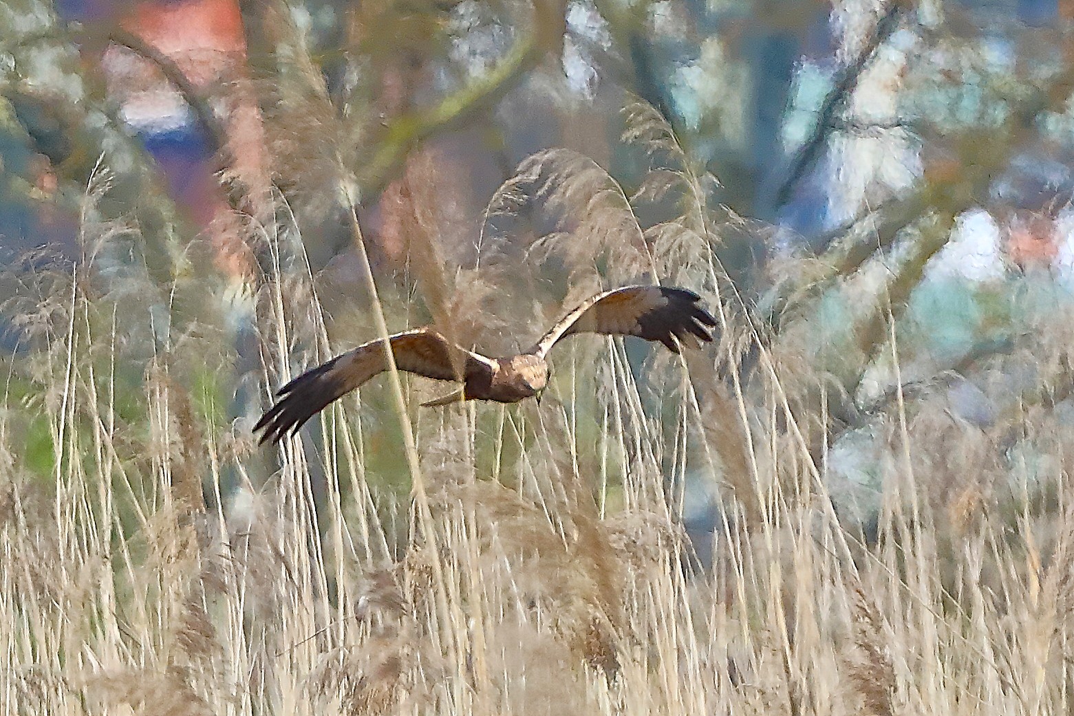 Falco di palude M 05 aprile 2025 - 0224