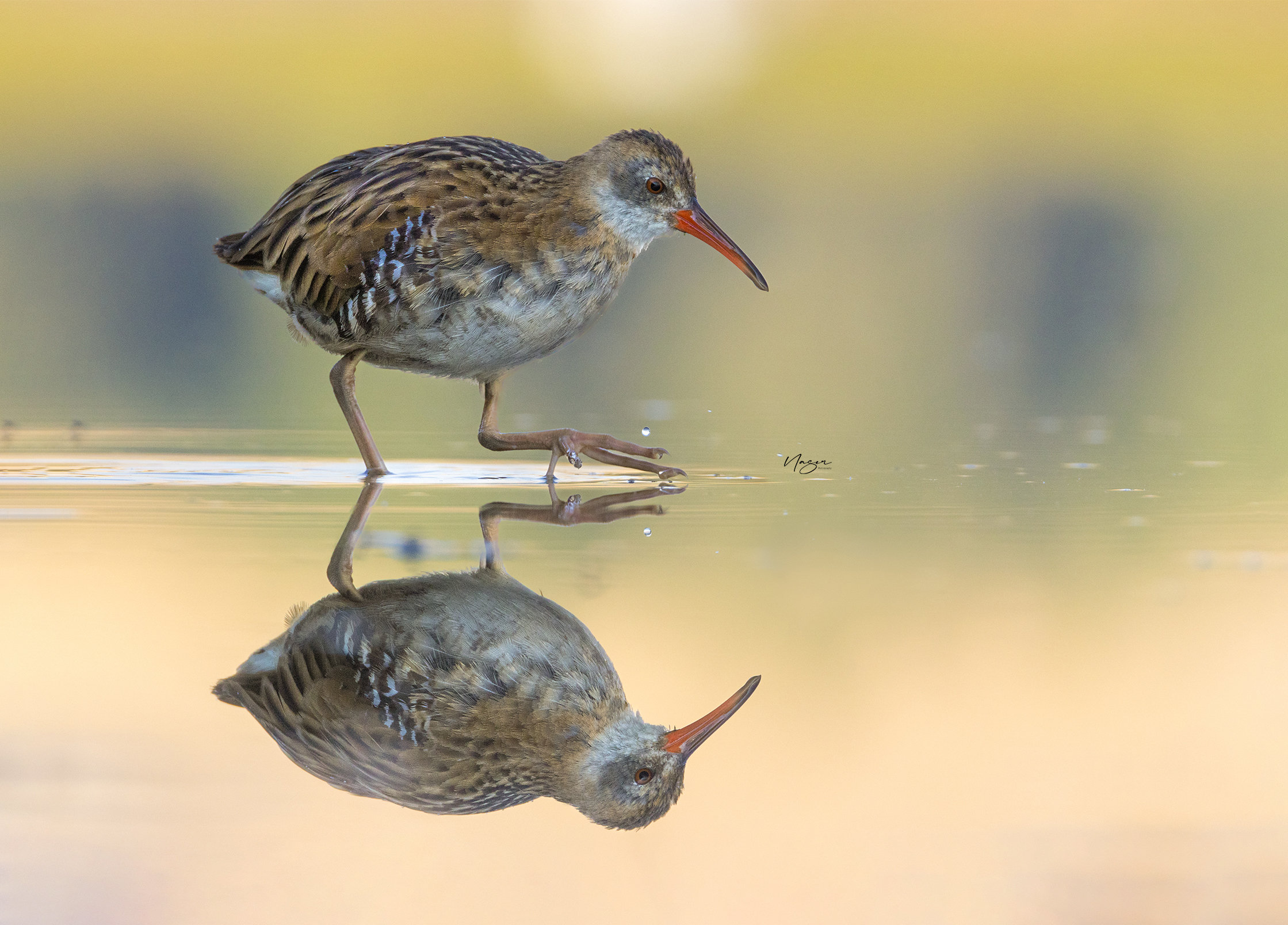 Water Rail