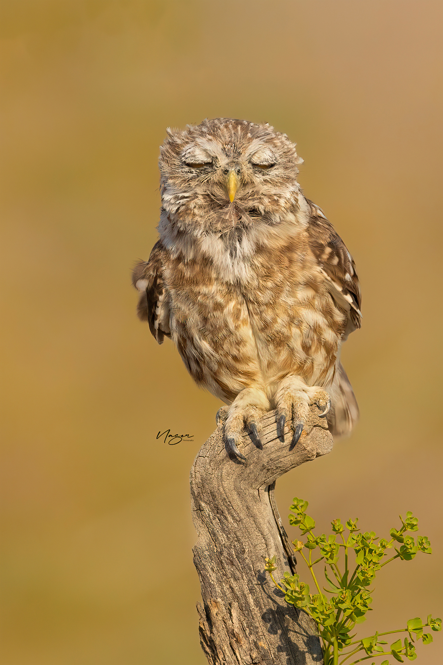 Little owl