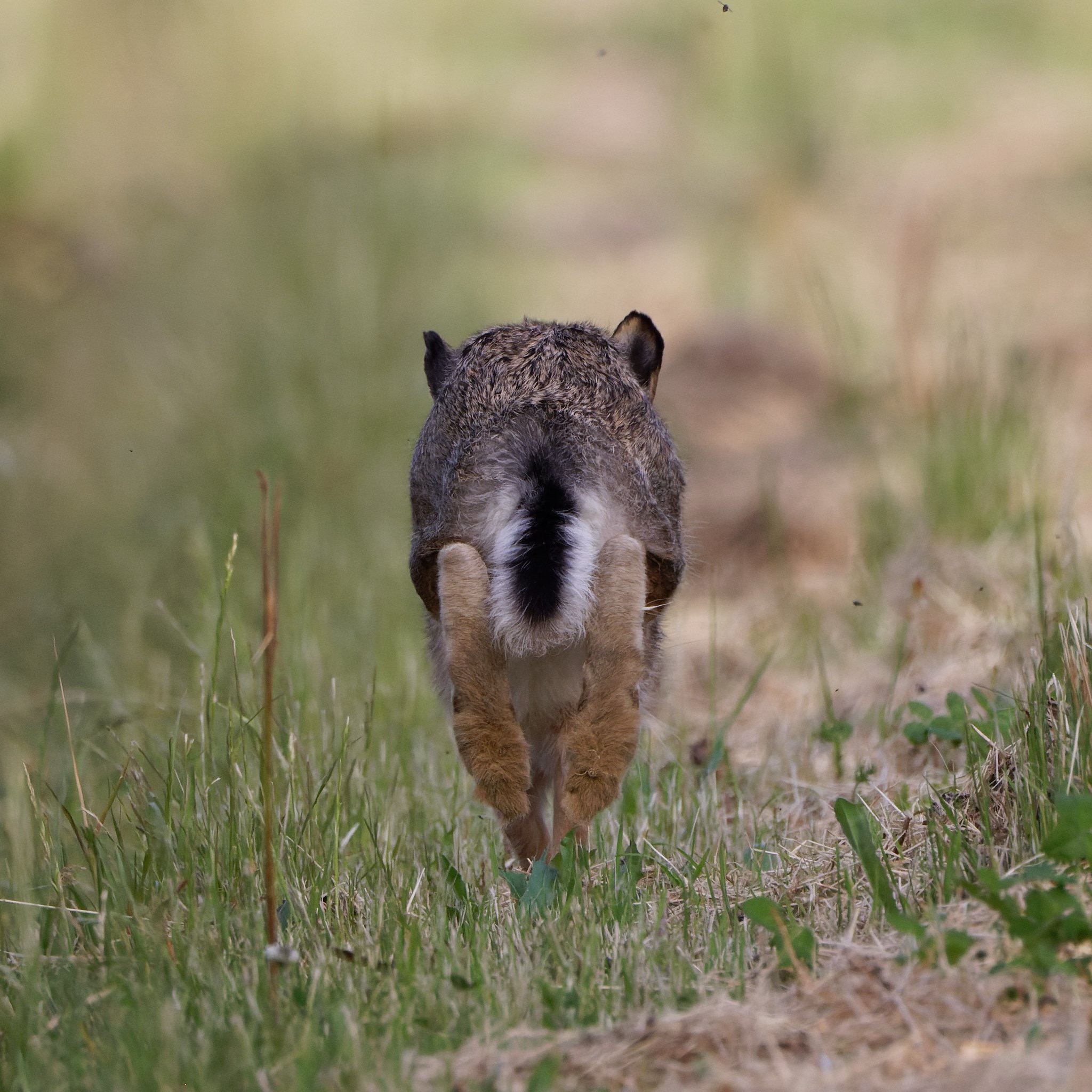 hare... from behind