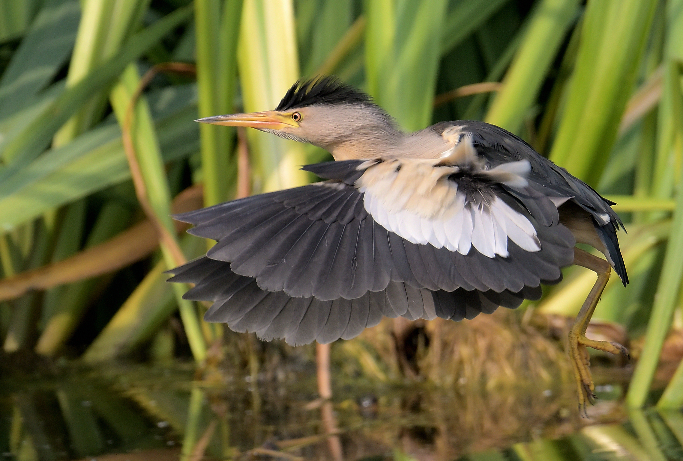 Male bittern