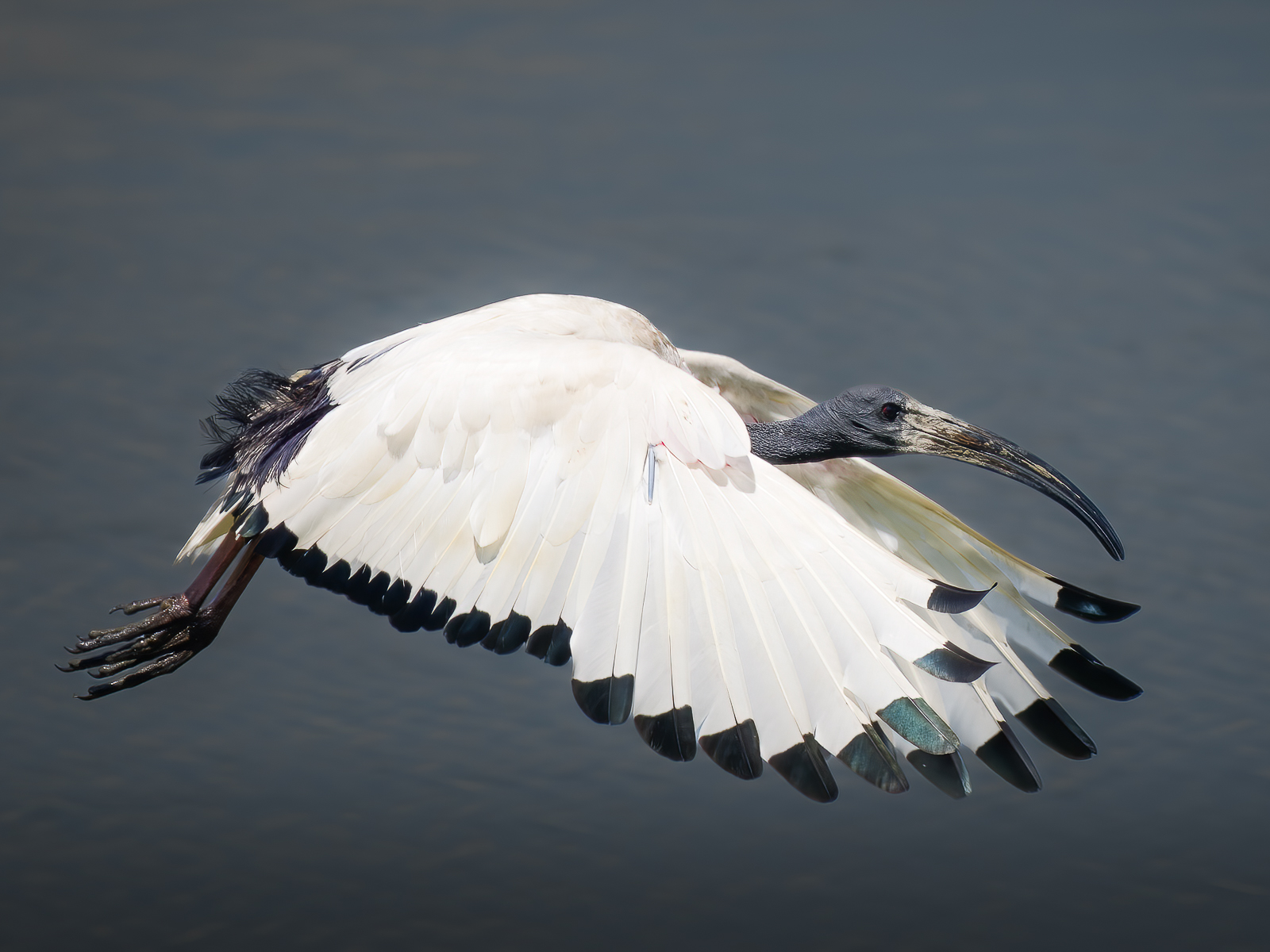 Sacred Ibis