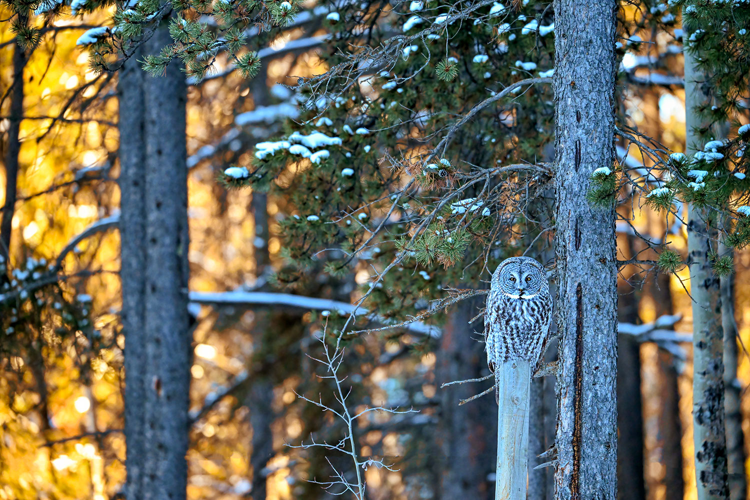 Lapland owl at sunrise