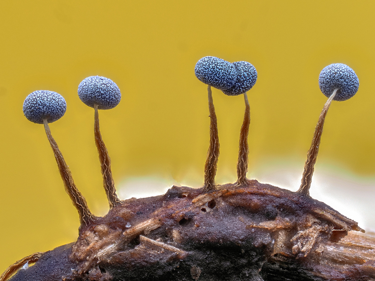 Physarum sp.