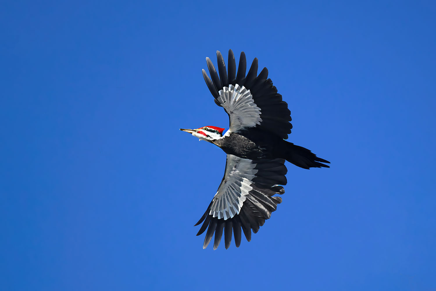 Pileated Woodpecker in flight