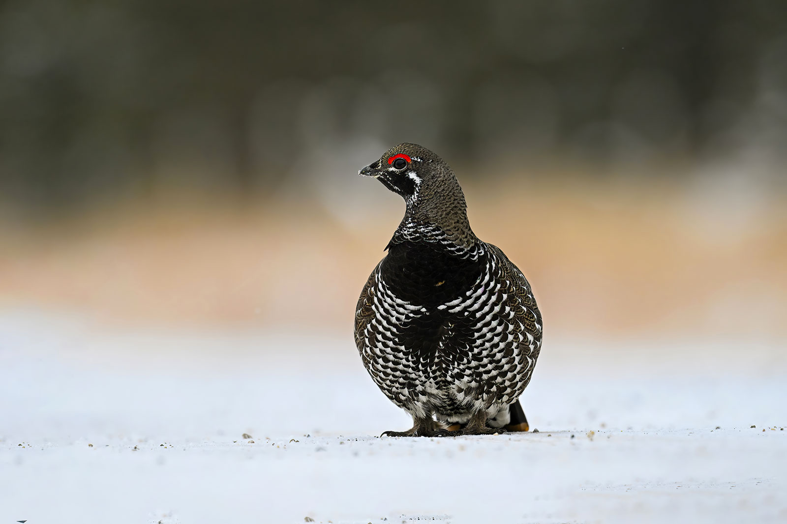 Portrait of a spruce tetraone