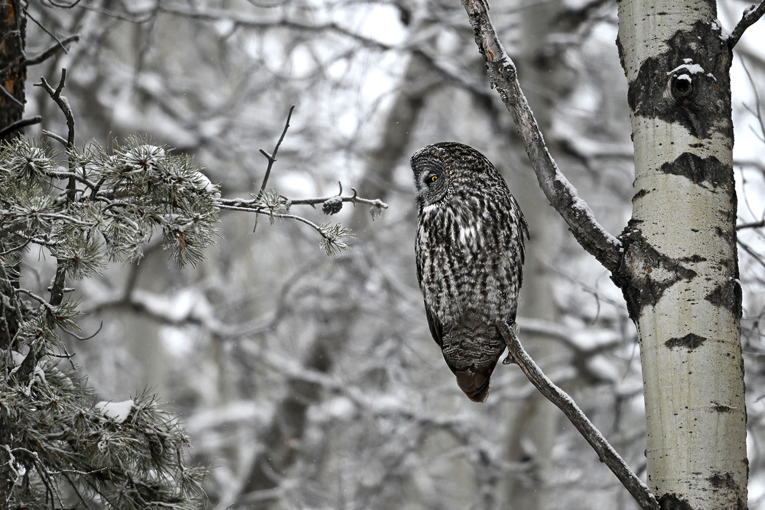 mimetismo dell'allocco di Lapponia