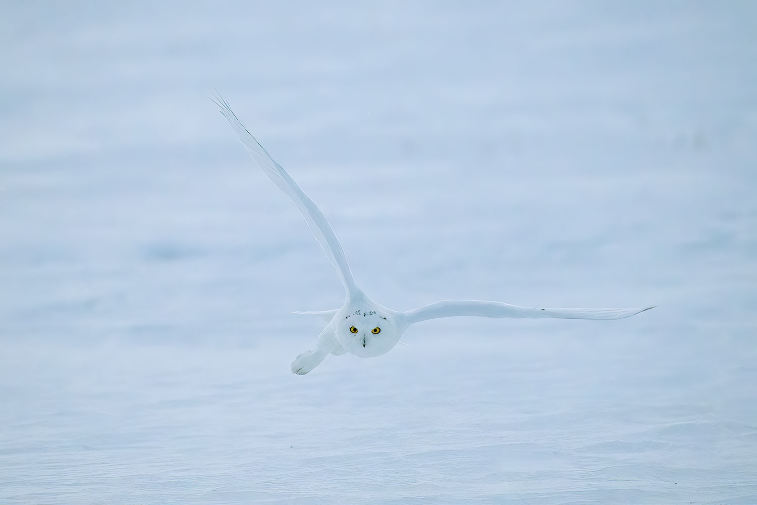 Snowy owl in flight