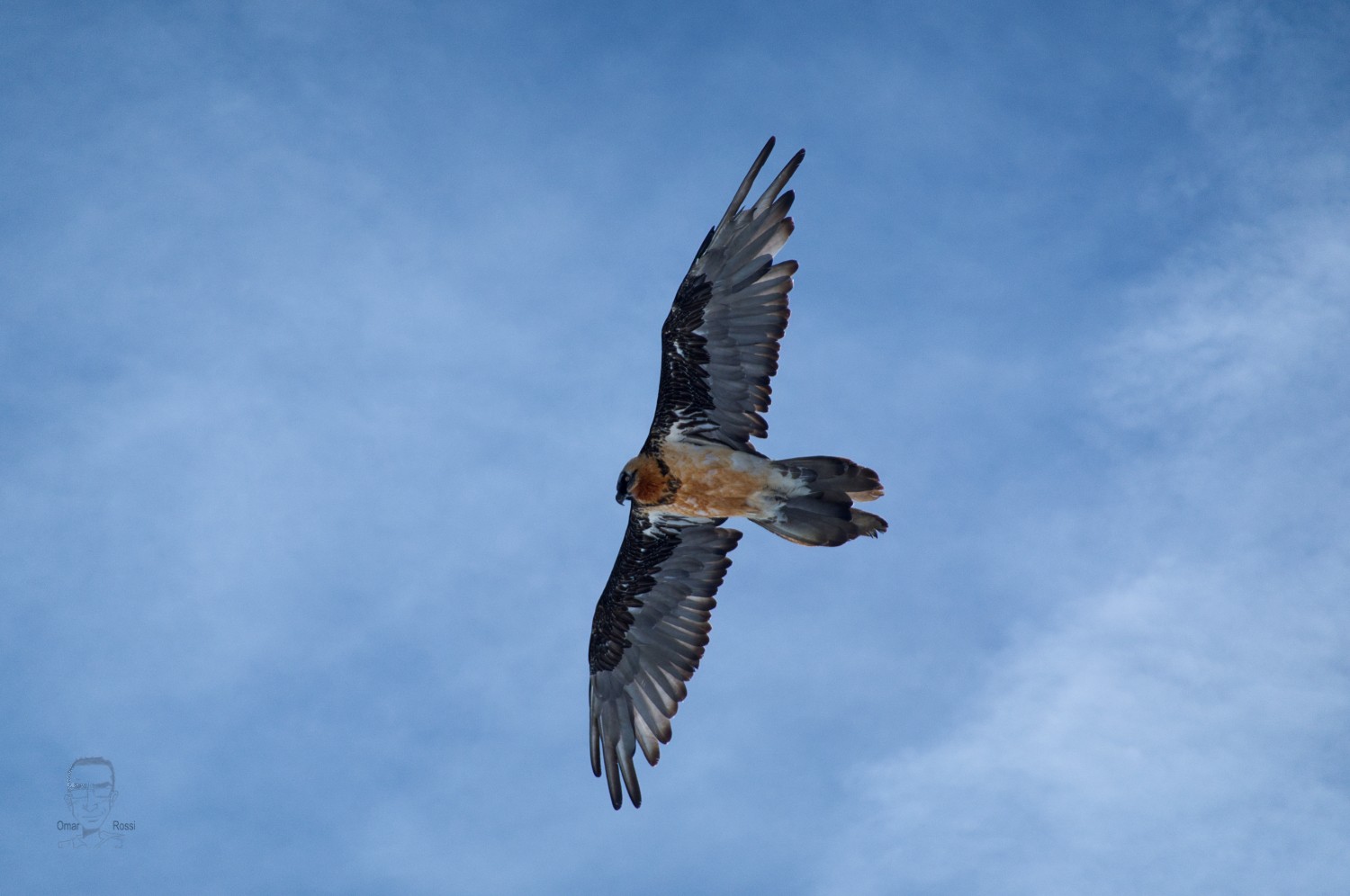 Bearded Vulture
