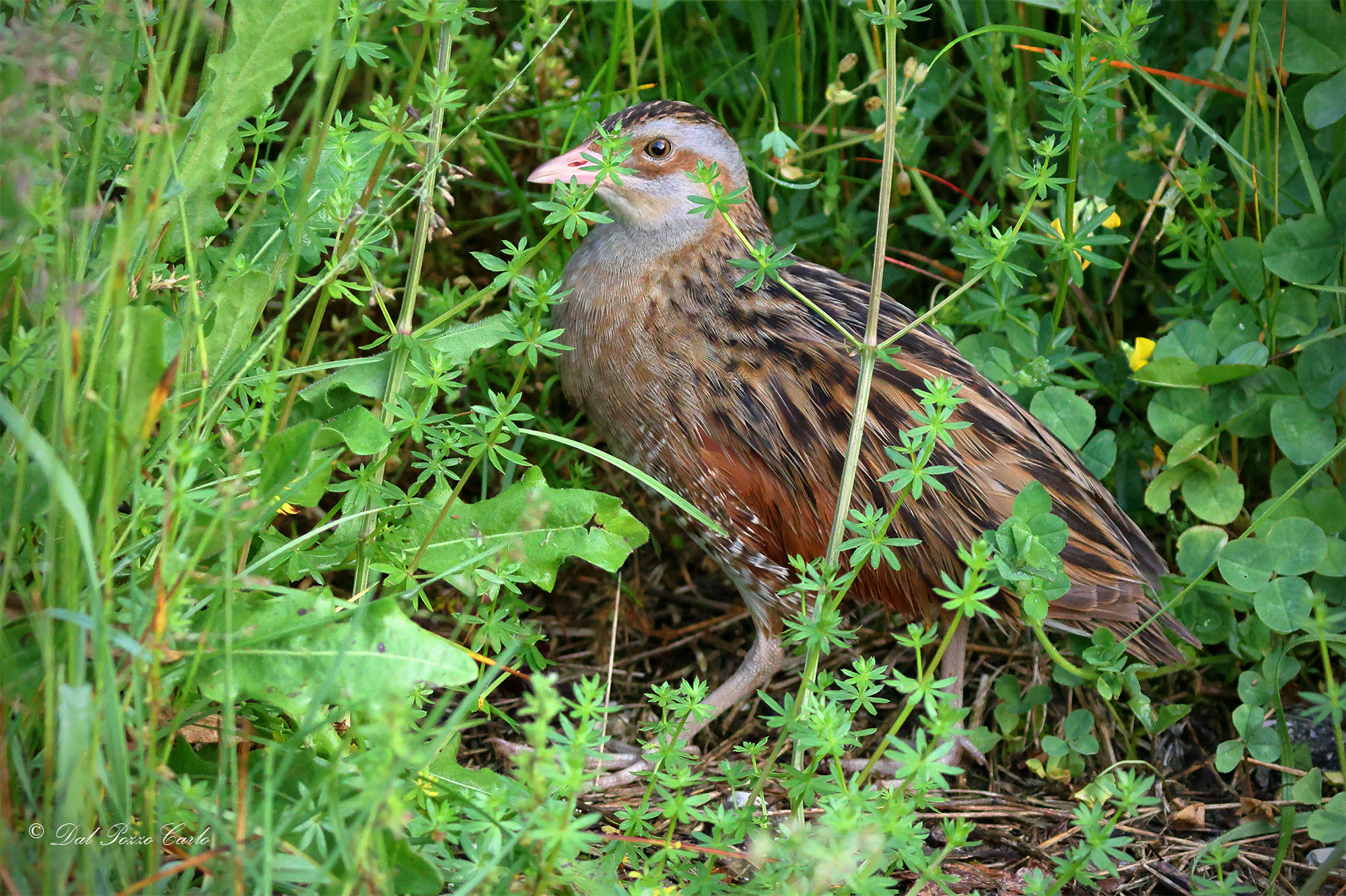 Elusive Corncrake
