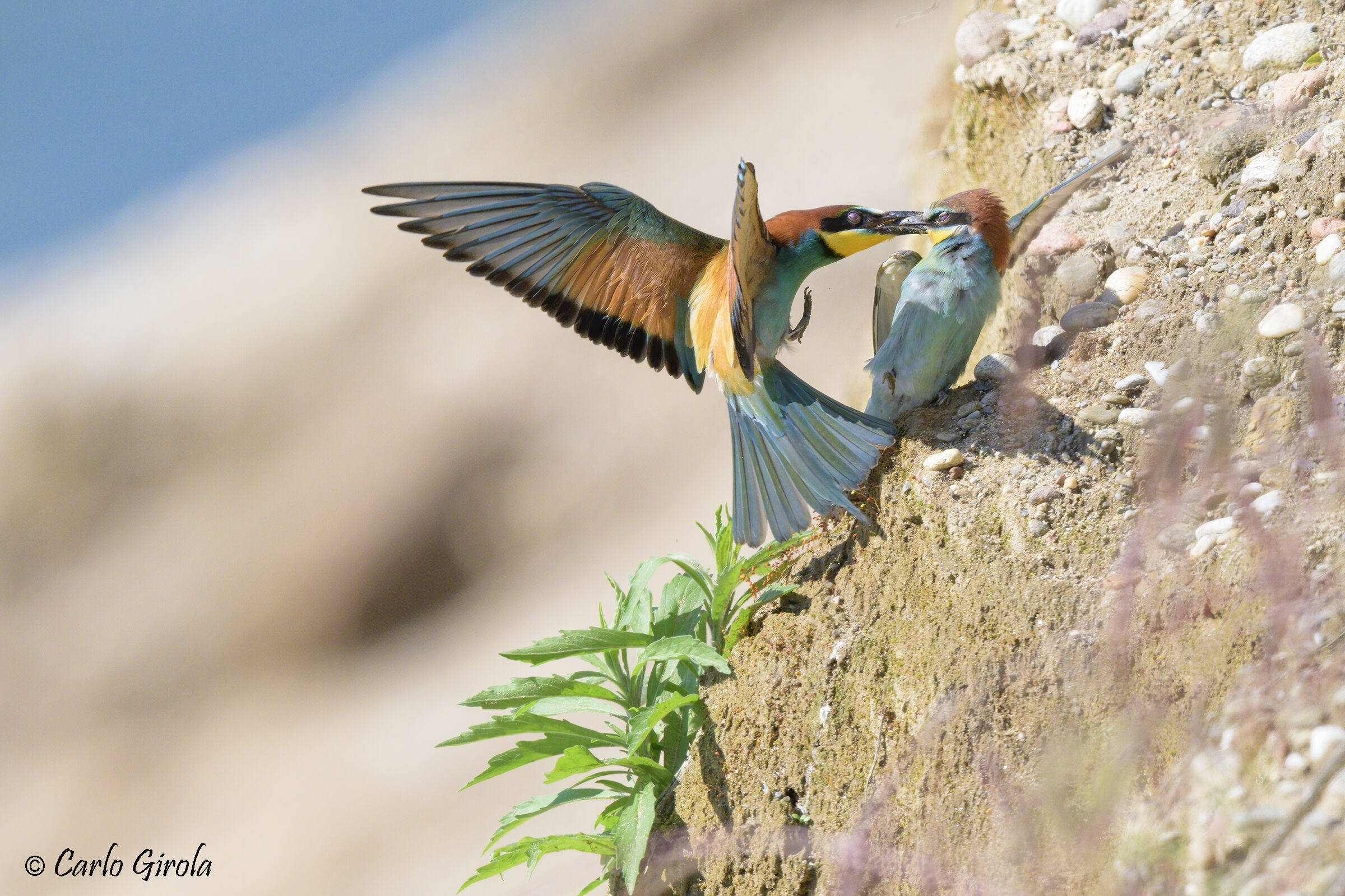 Gruccioni (Merops apiaster)