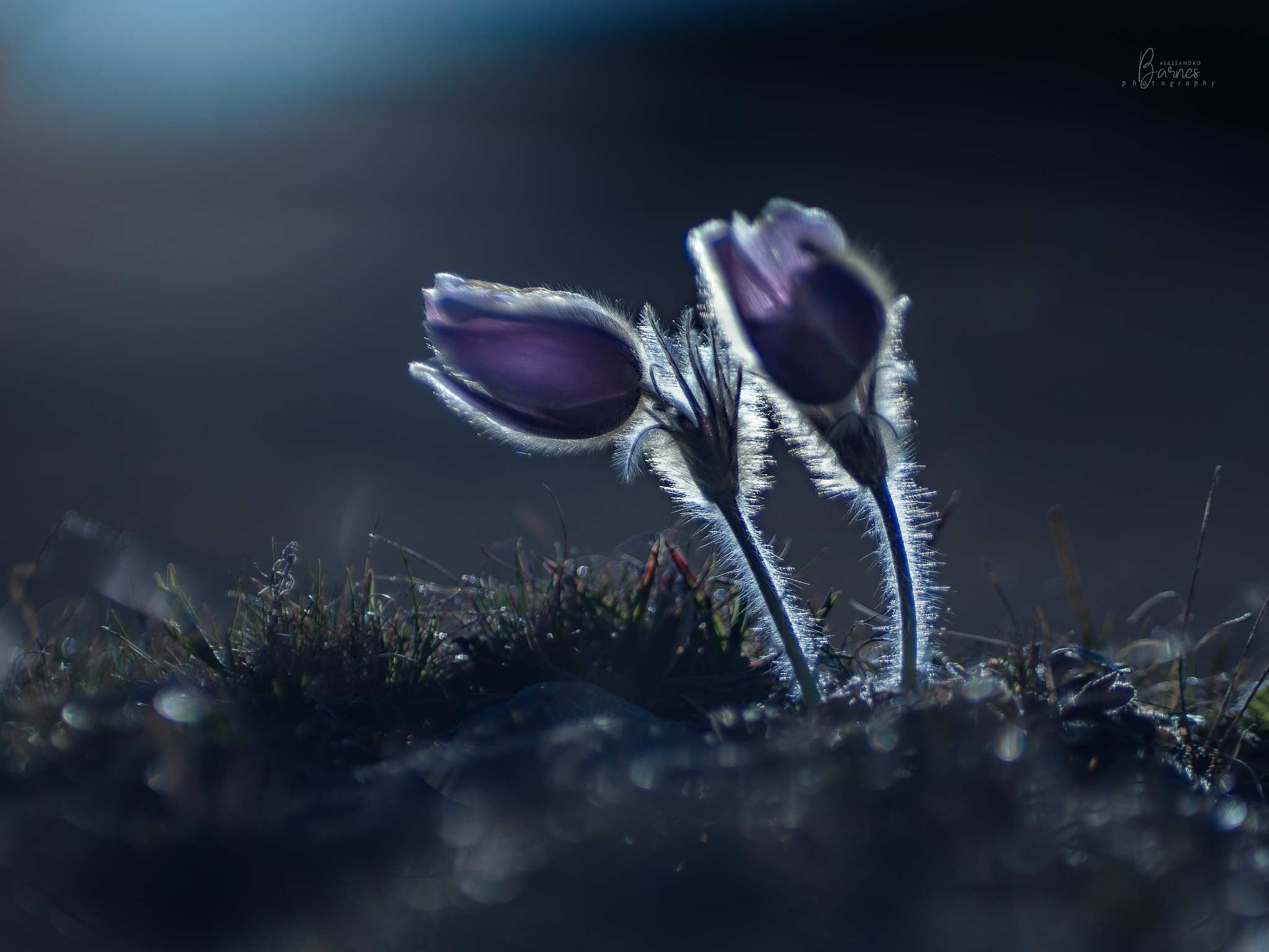 Anemone primaverile - pulsatilla vernalis