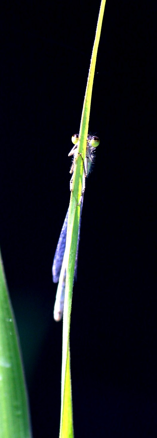 so I do not see .....