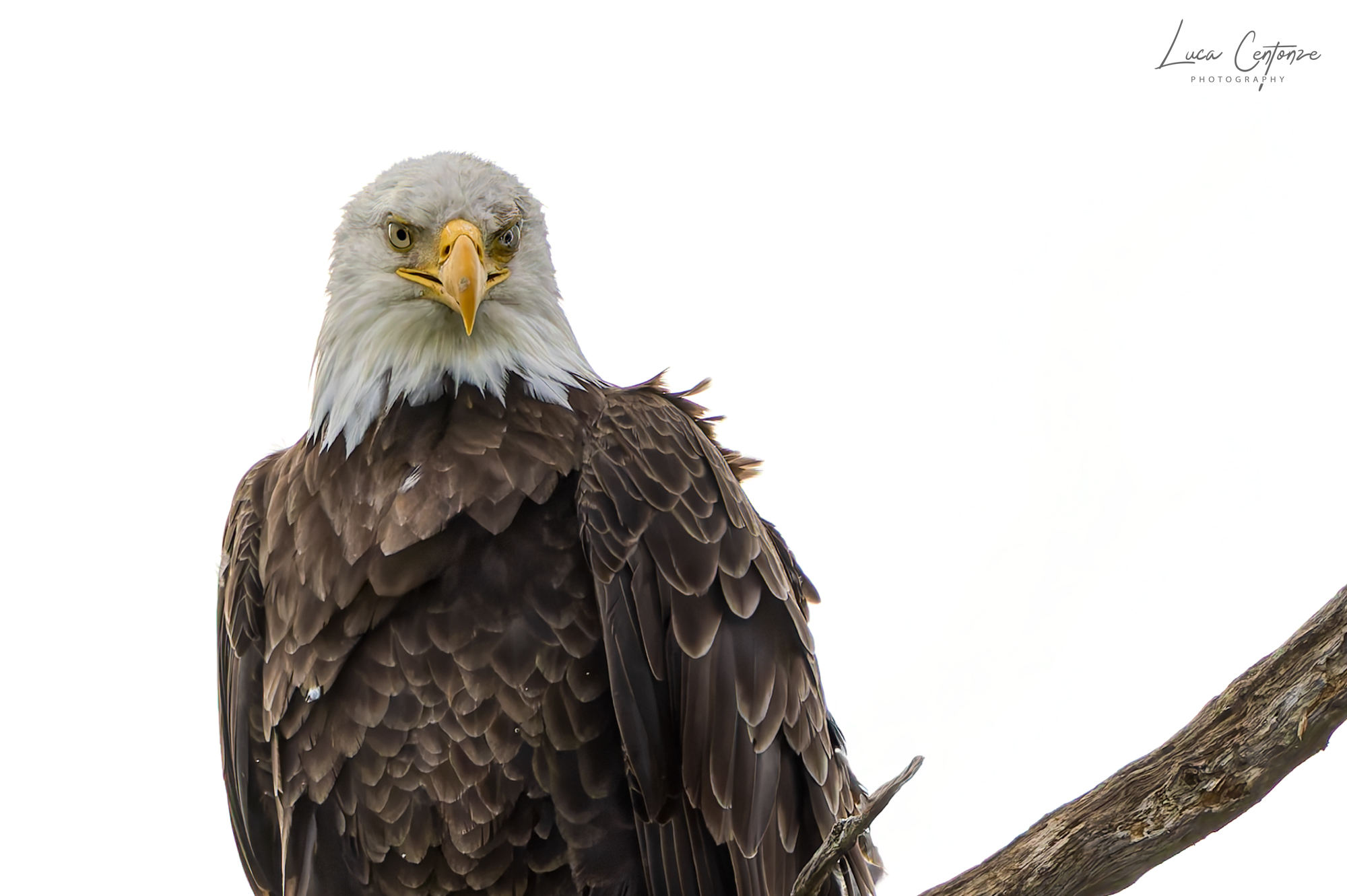Bald Eagle (Haliaeetus leucocephalus)