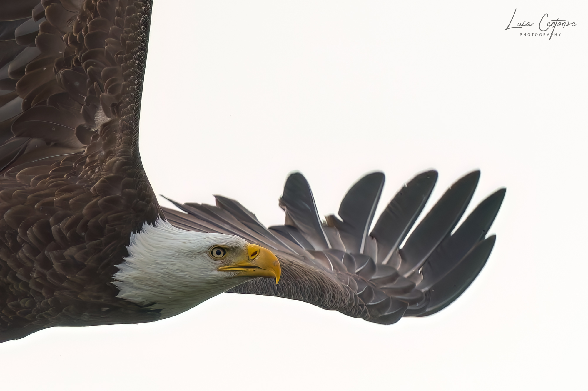 Bald Eagle (Haliaeetus leucocephalus) in flight