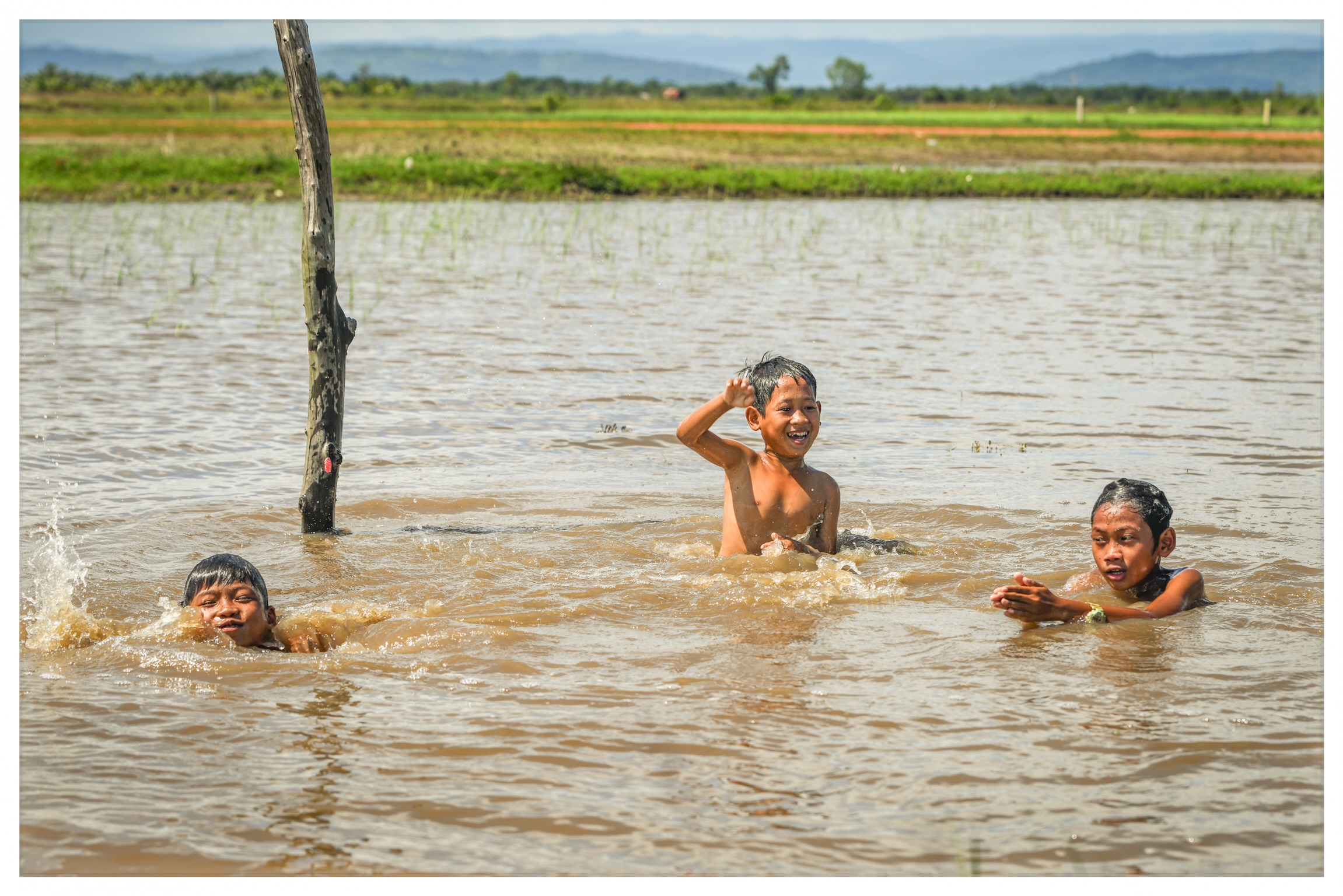 Chi ha bisogno della piscina quando ci sono le risaie?