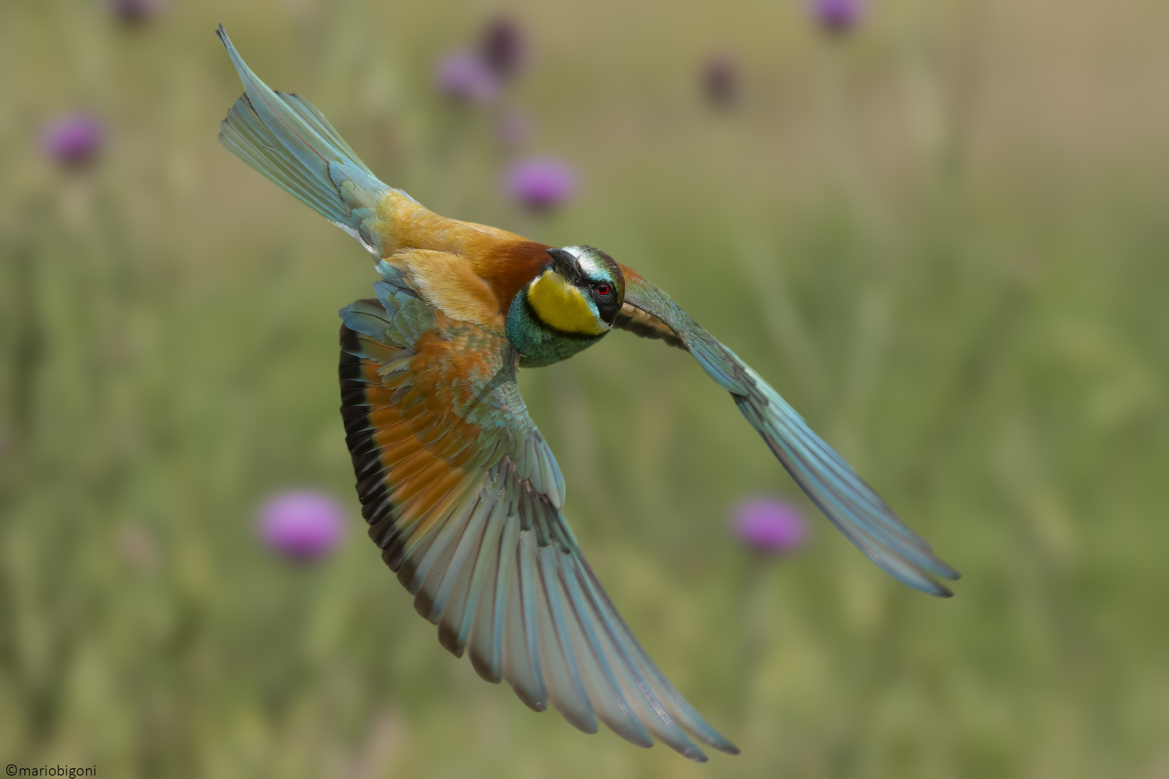 Bee-eater