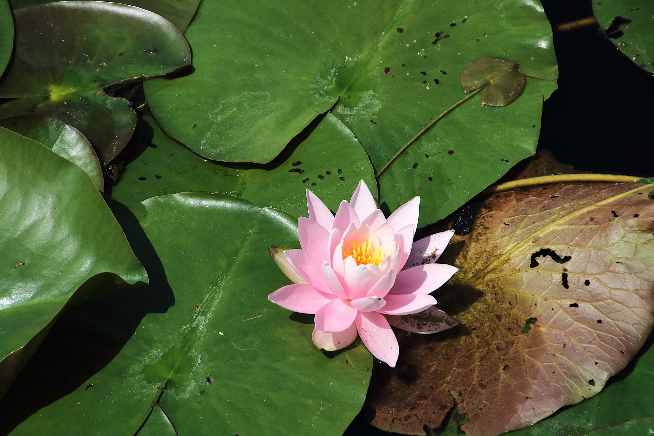 The flower and the leaves