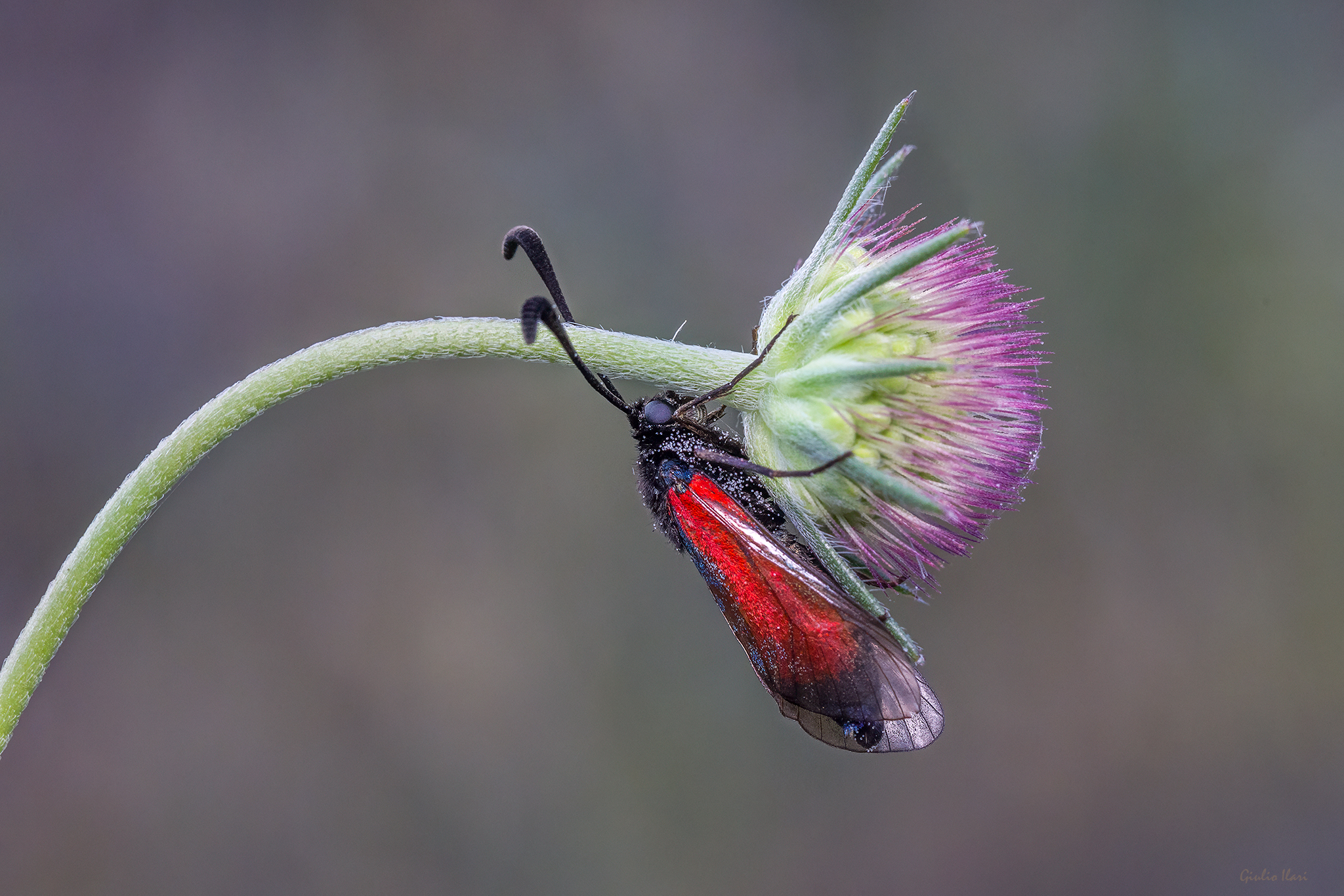 Zygaena