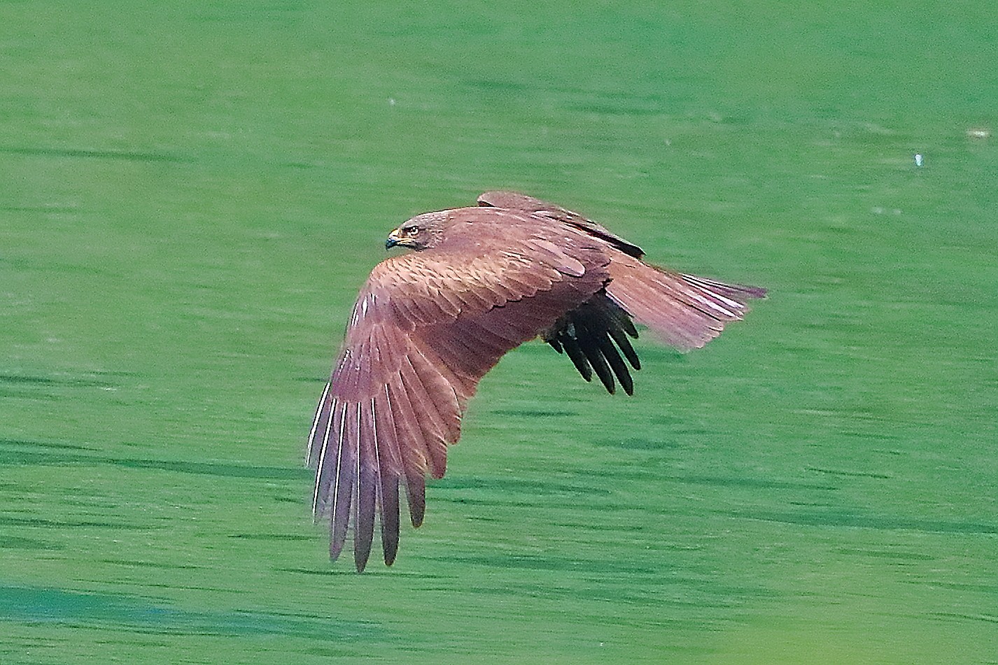 Nibbio bruno 19 maggio 2021 - 0057