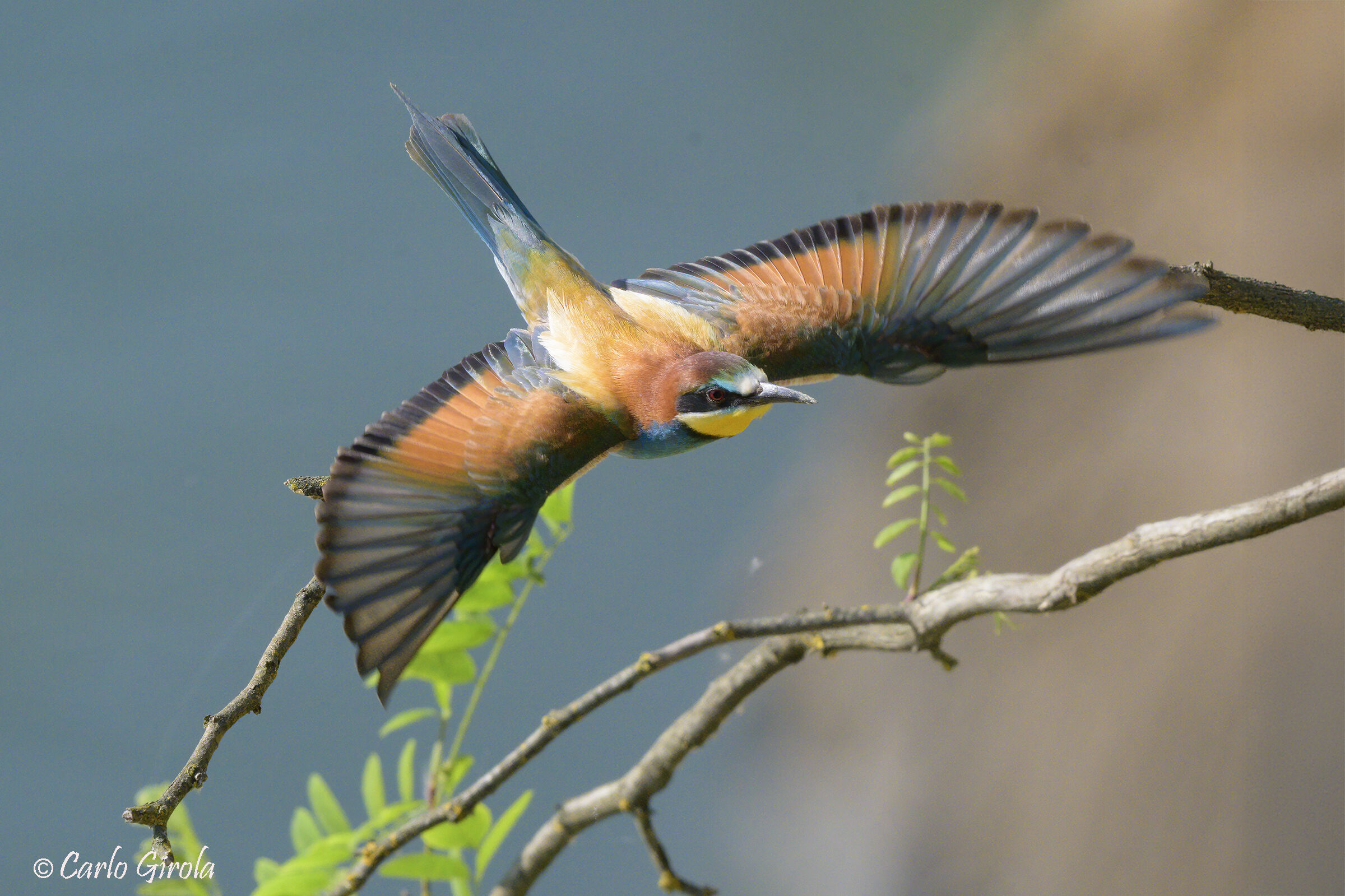 Gruccione (Merops apiaster)