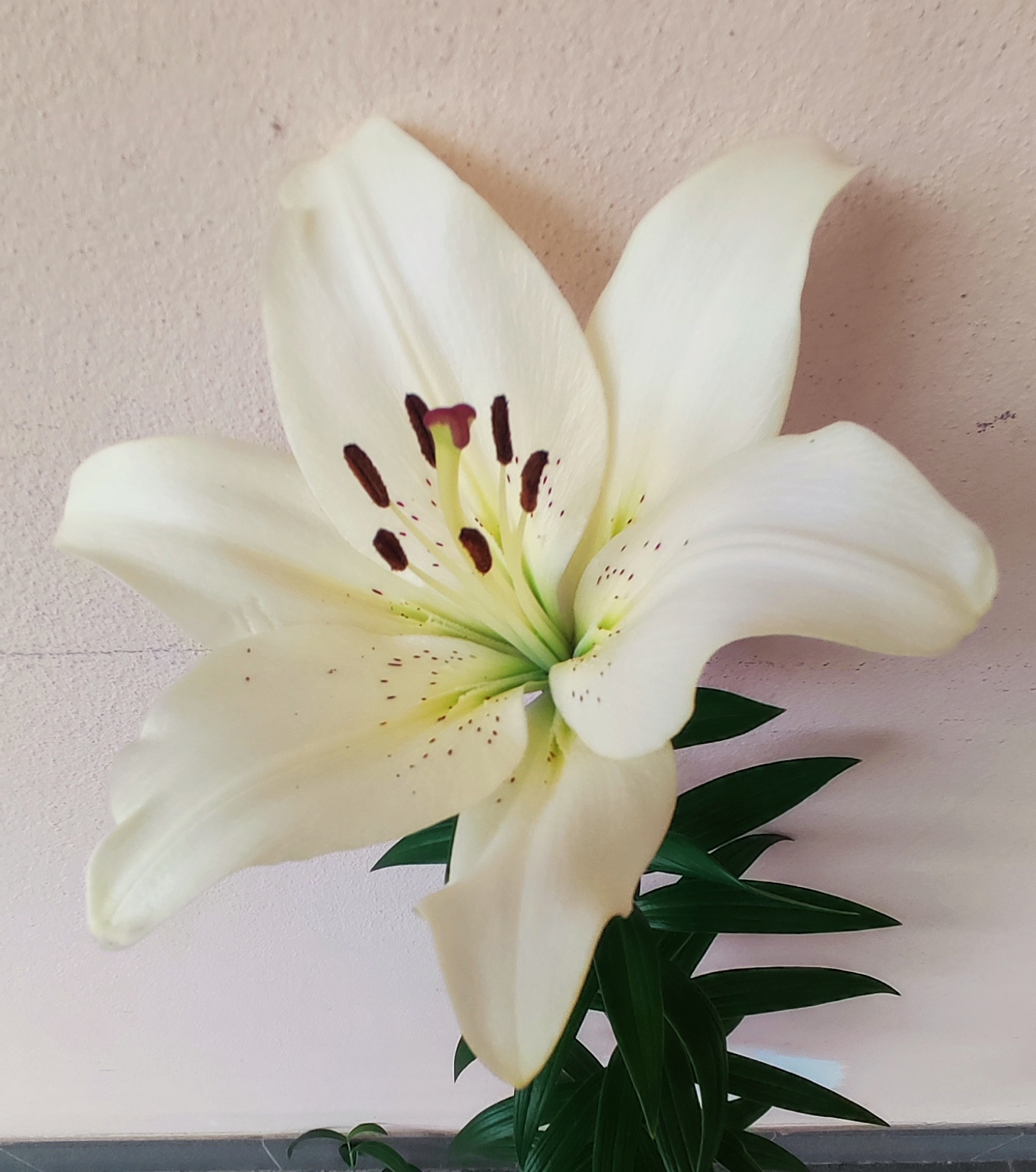 It blossomed ... Let's experiment 2