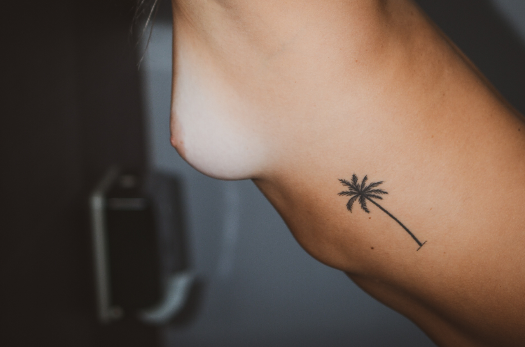 Palm tree