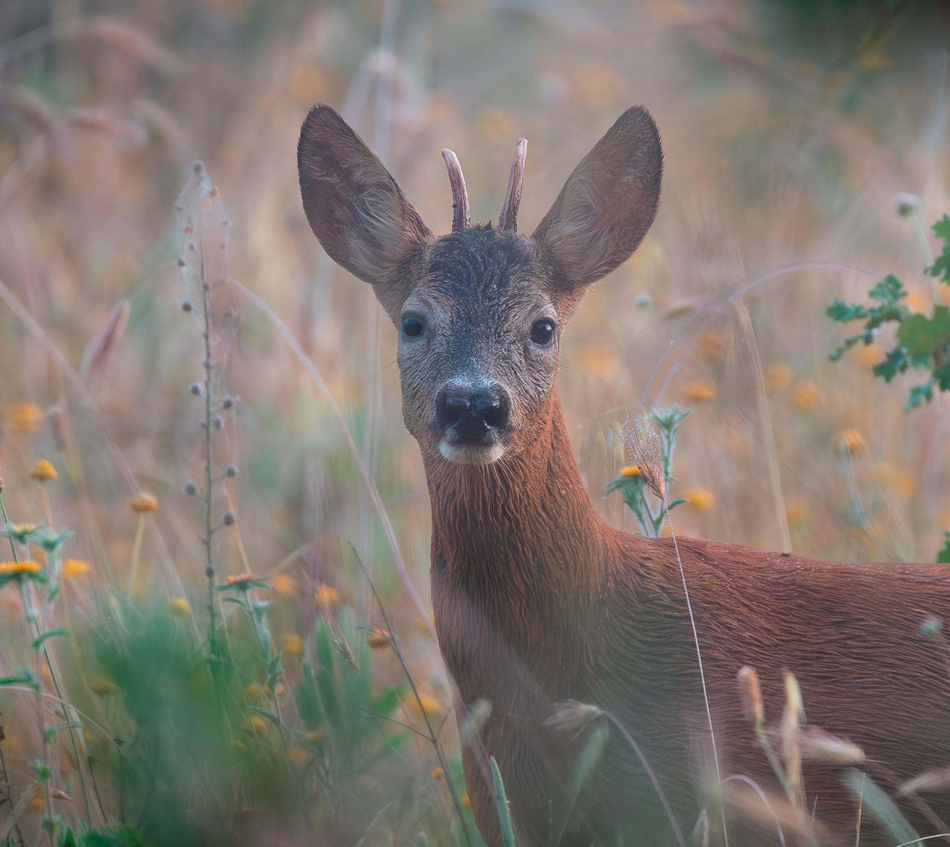 Roebuck