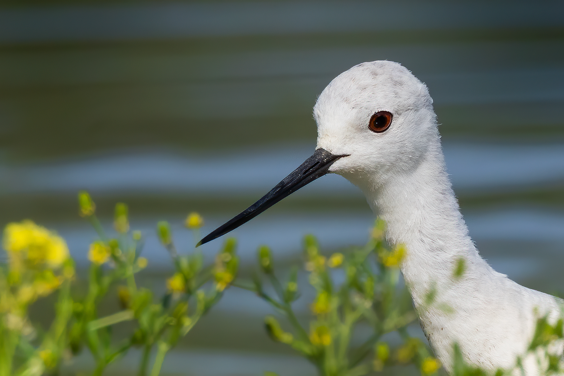 Ritratto di Cavaliere